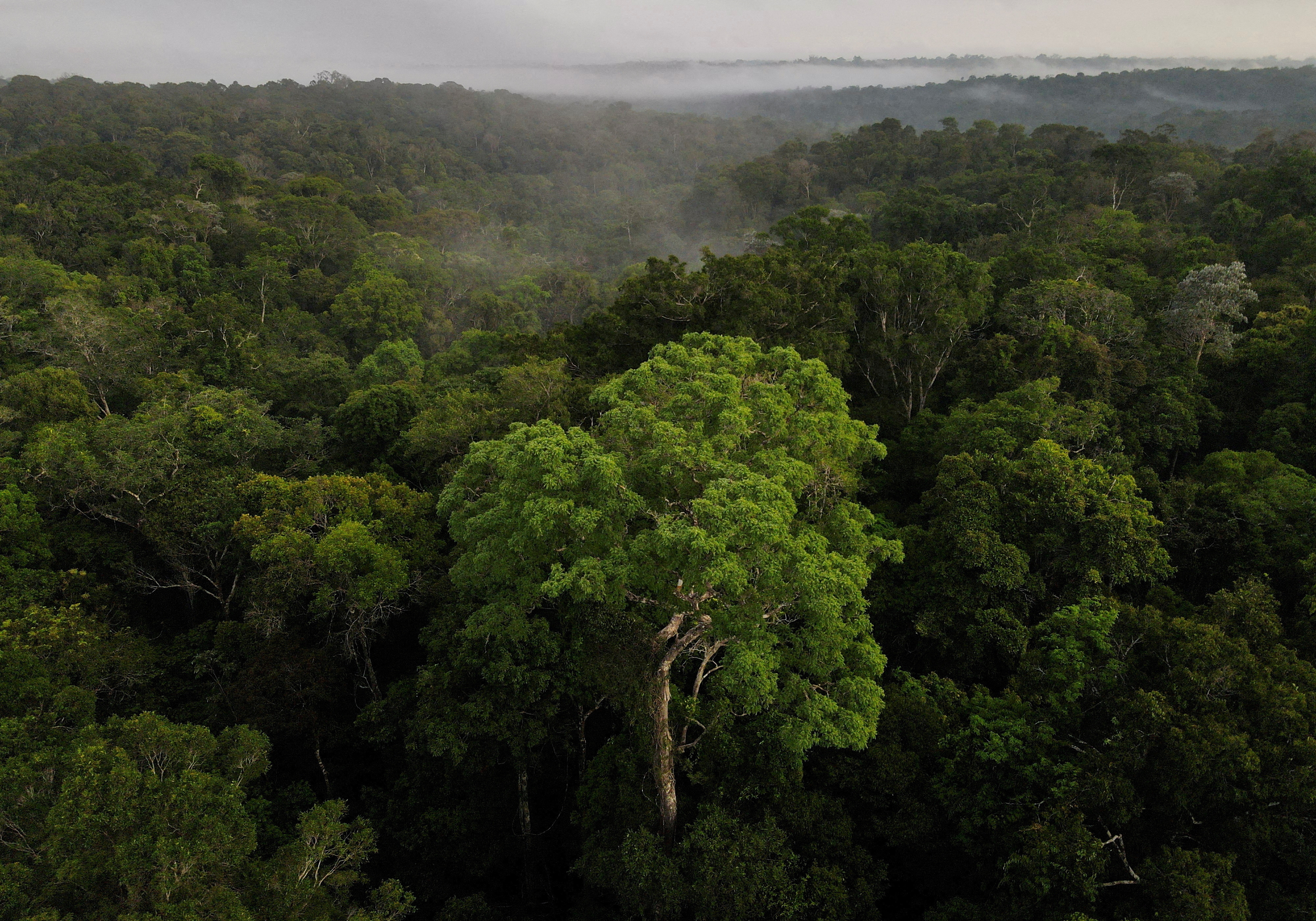 EU steps in to boost  rainforest protection plan