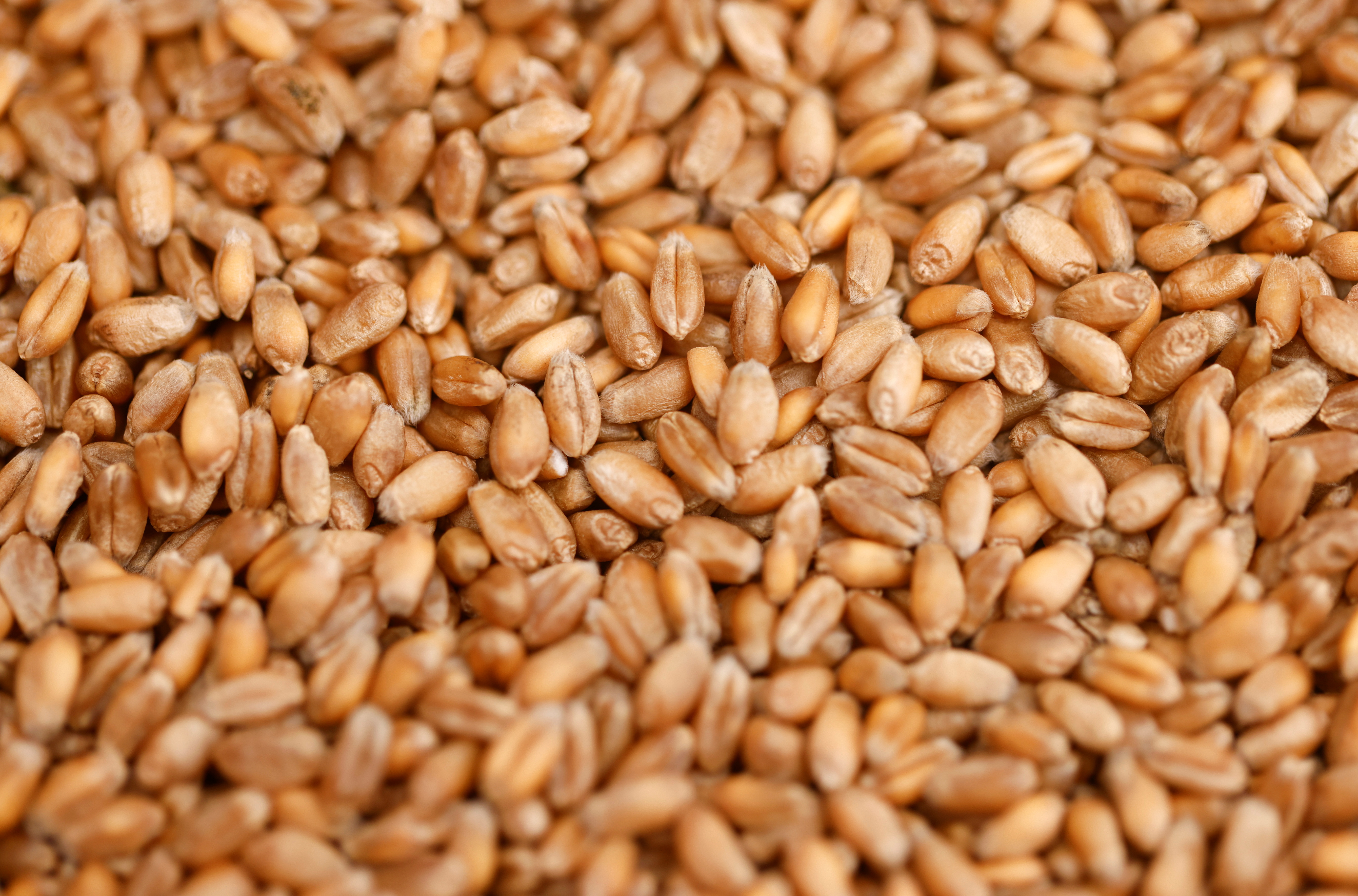 Grains of wheat are pictured in a farm in Vieillevigne near Nantes