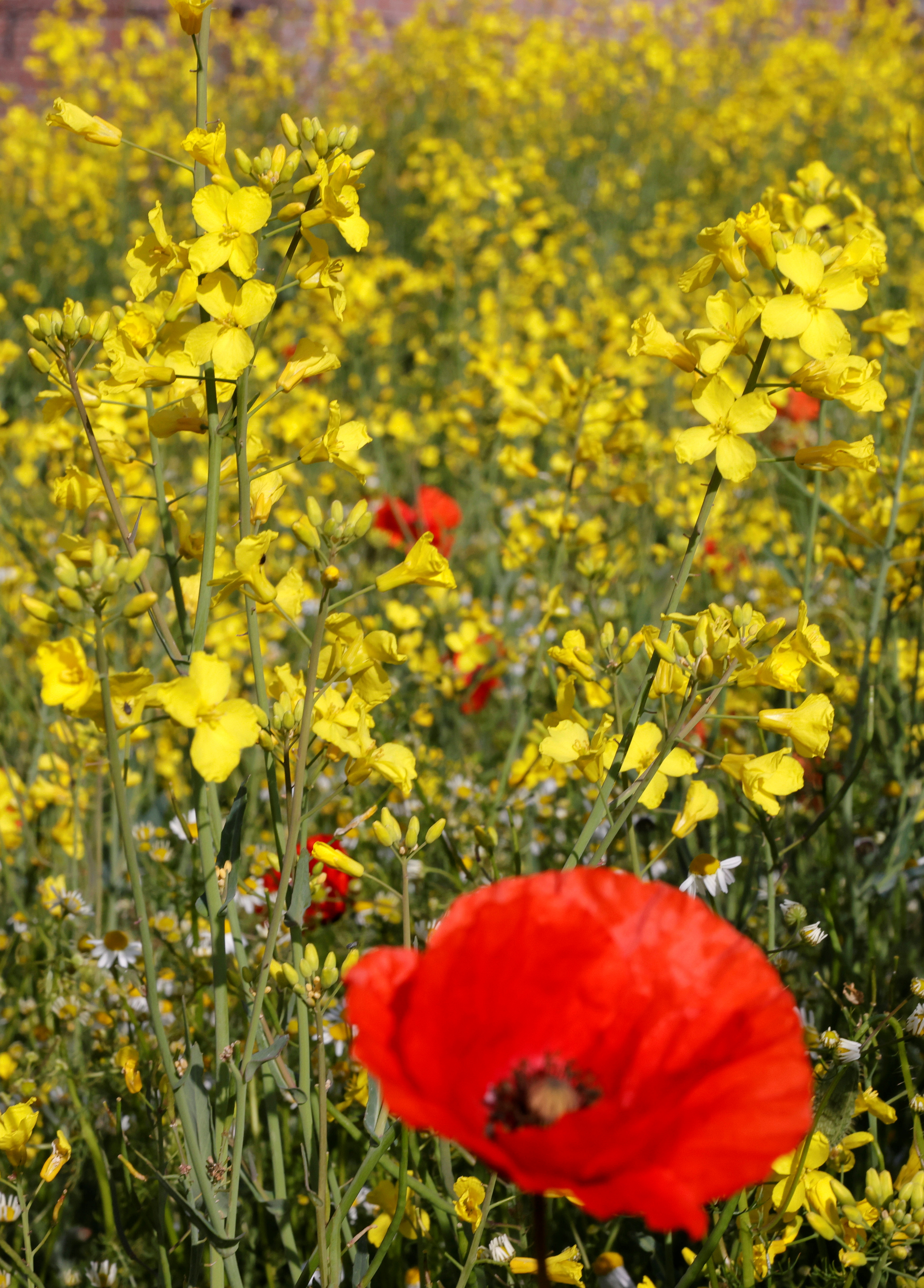 A poppy is seen in a yellow rapeseed field in Tilloy-Lez-Cambrai,