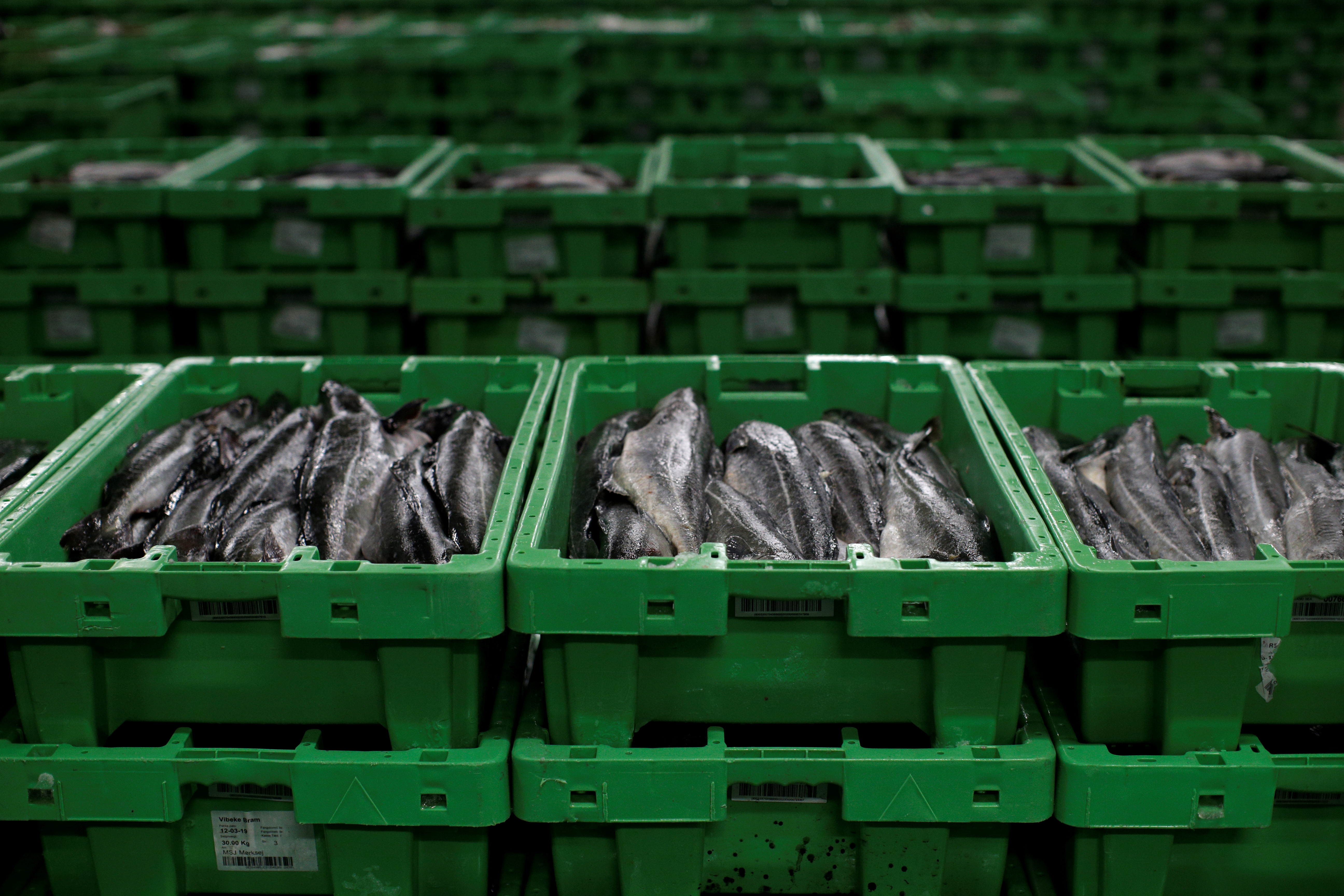 A haul of fish caught in British waters sits in a freezer at the Danske Fiskeauktioner, a fish auction facility in the village of Thyboron in Jutland, Denmark