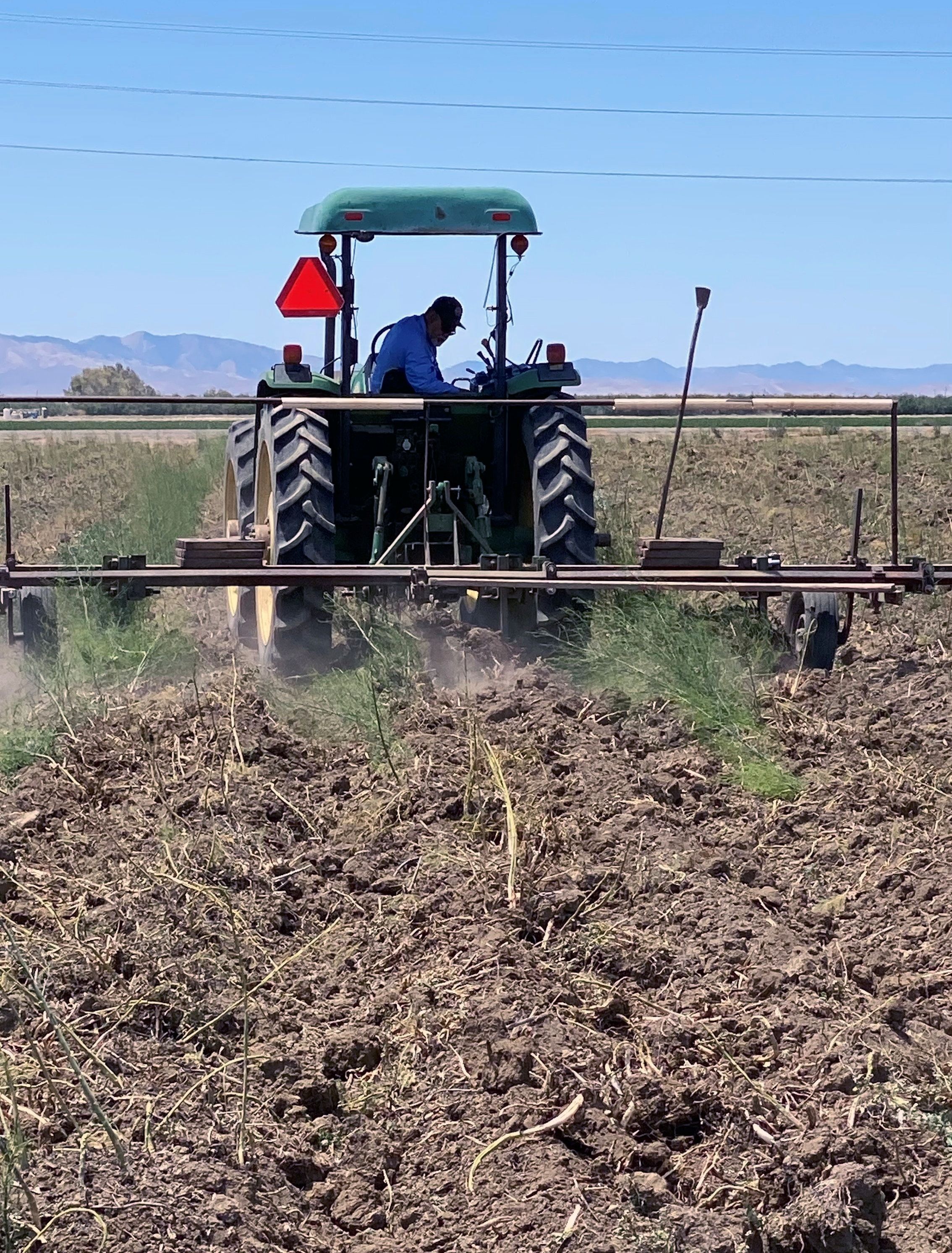 Tractor plows asparagus plants destroyed due to the lack of water in Firebaugh, California