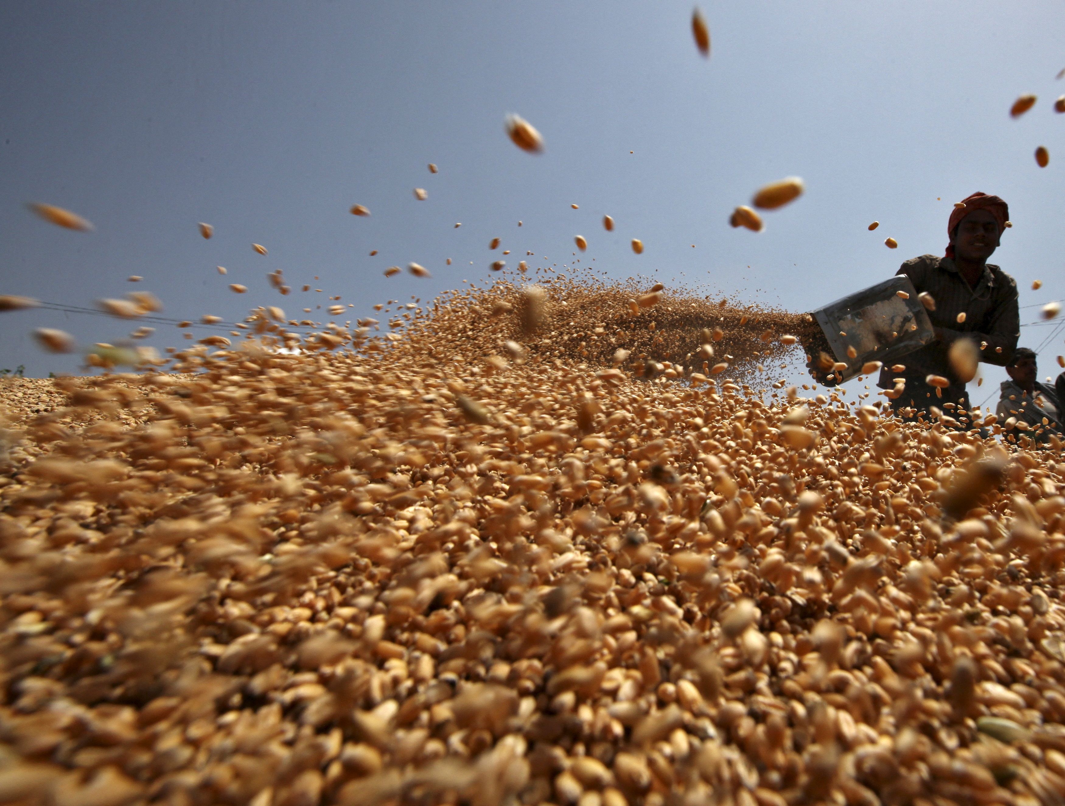 India allows small amount of wheat to move out after ban, big stocks still  stuck | Reuters