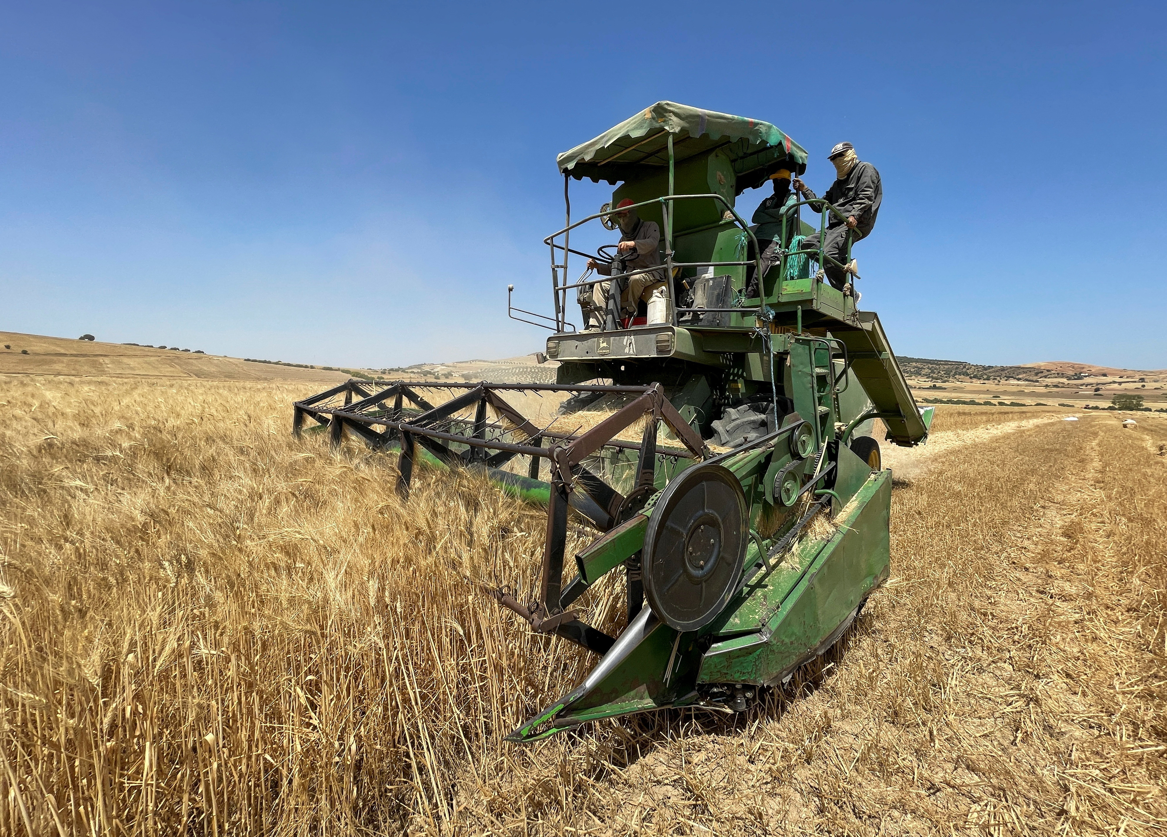 Farmers harvest wheat on a field in Krib