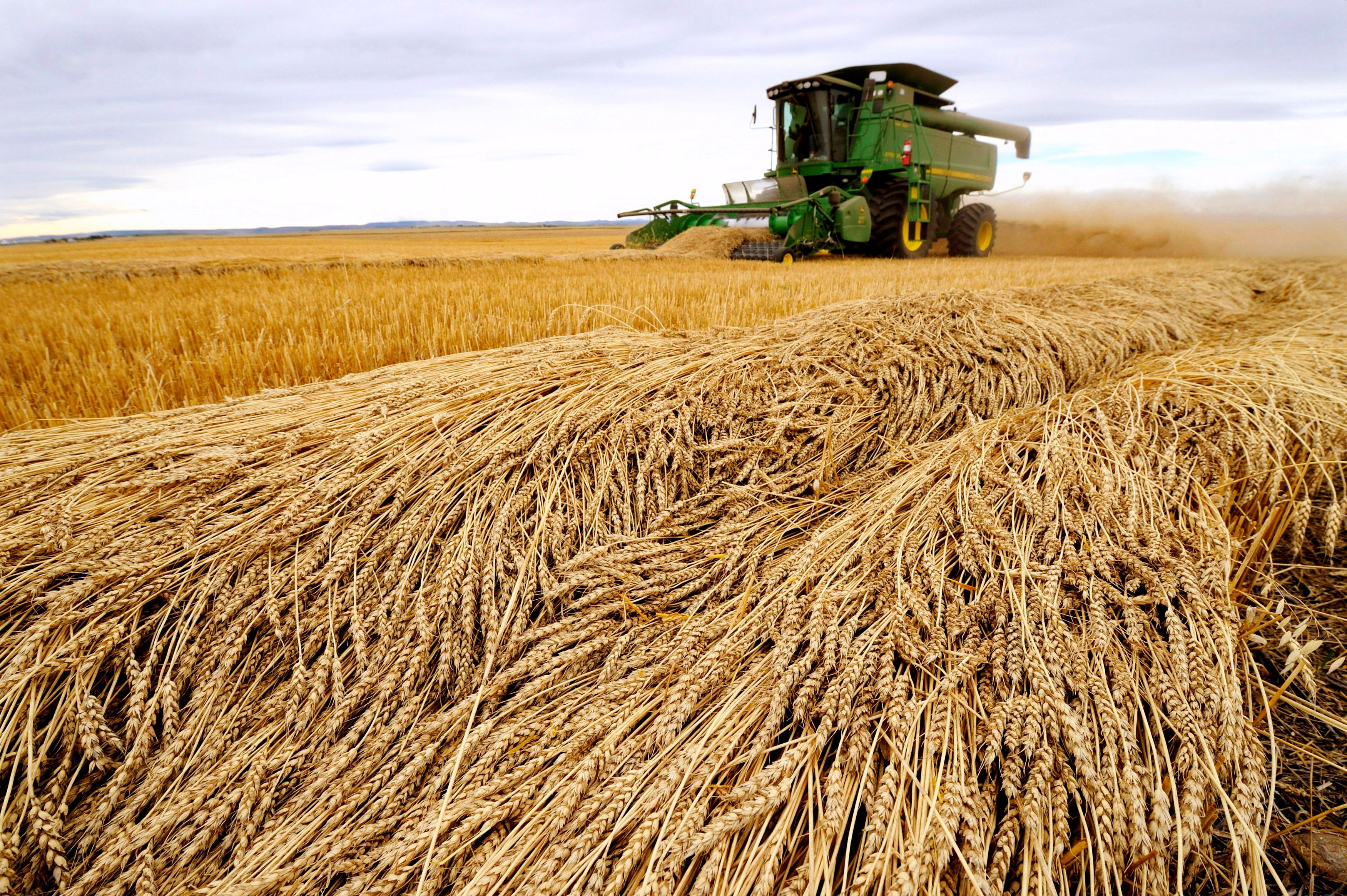 Tara Giles operates a combine as she harvests wheat on a 160-acre field located south of High River, Alberta