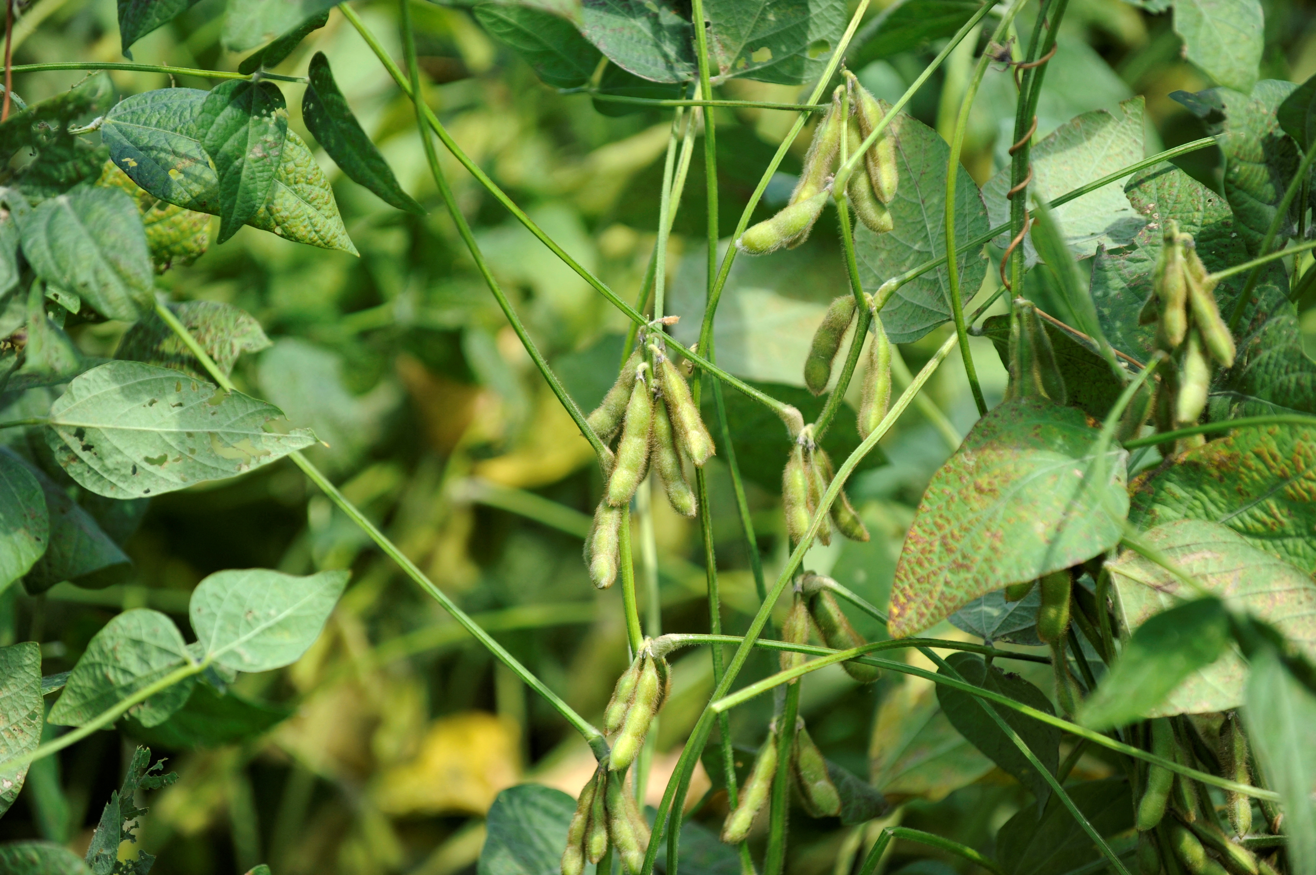 Soybean plants are seen on a farm near Norborne, Missouri