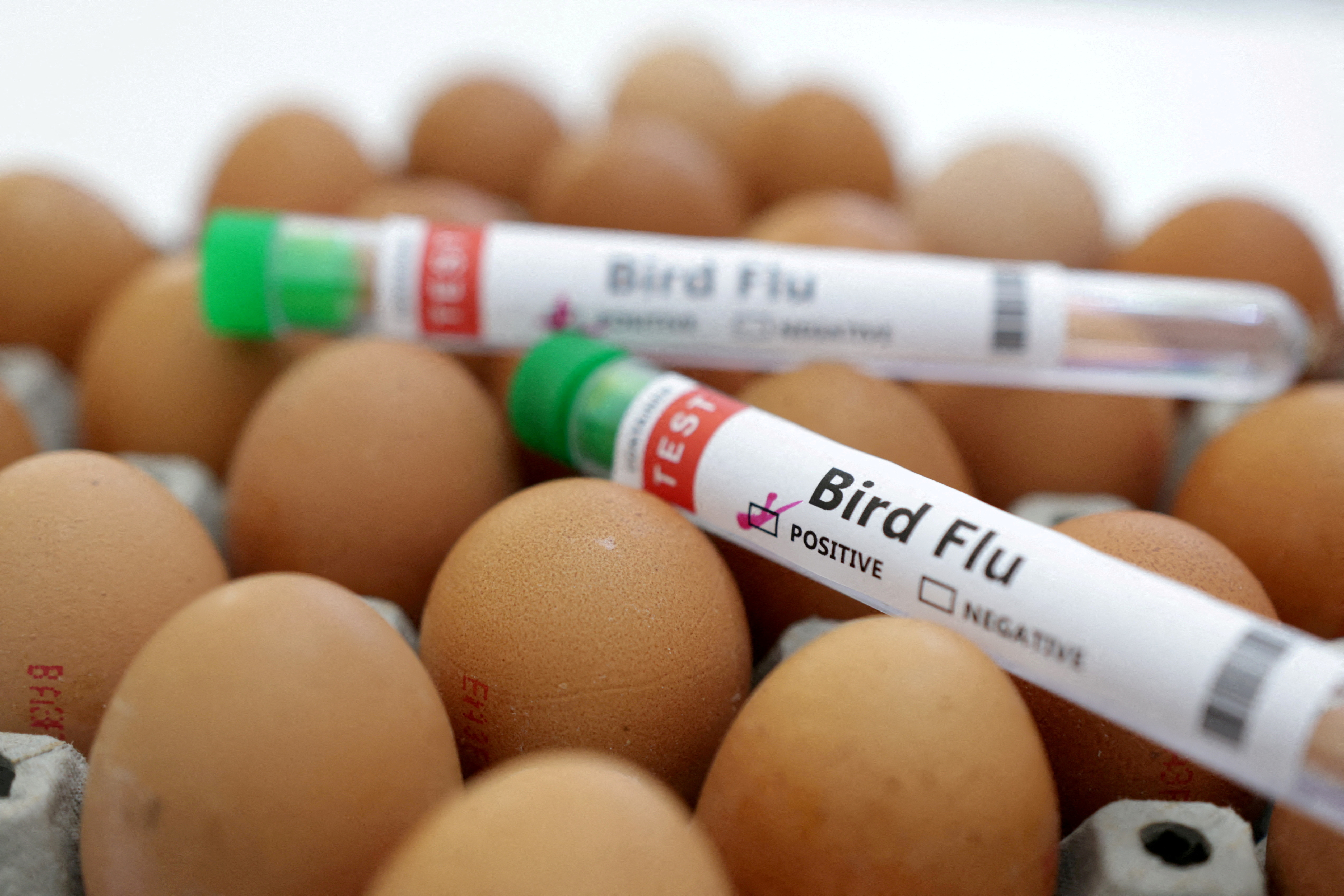 México reporta primer brote de gripe aviar H5N1 en aves de corral
