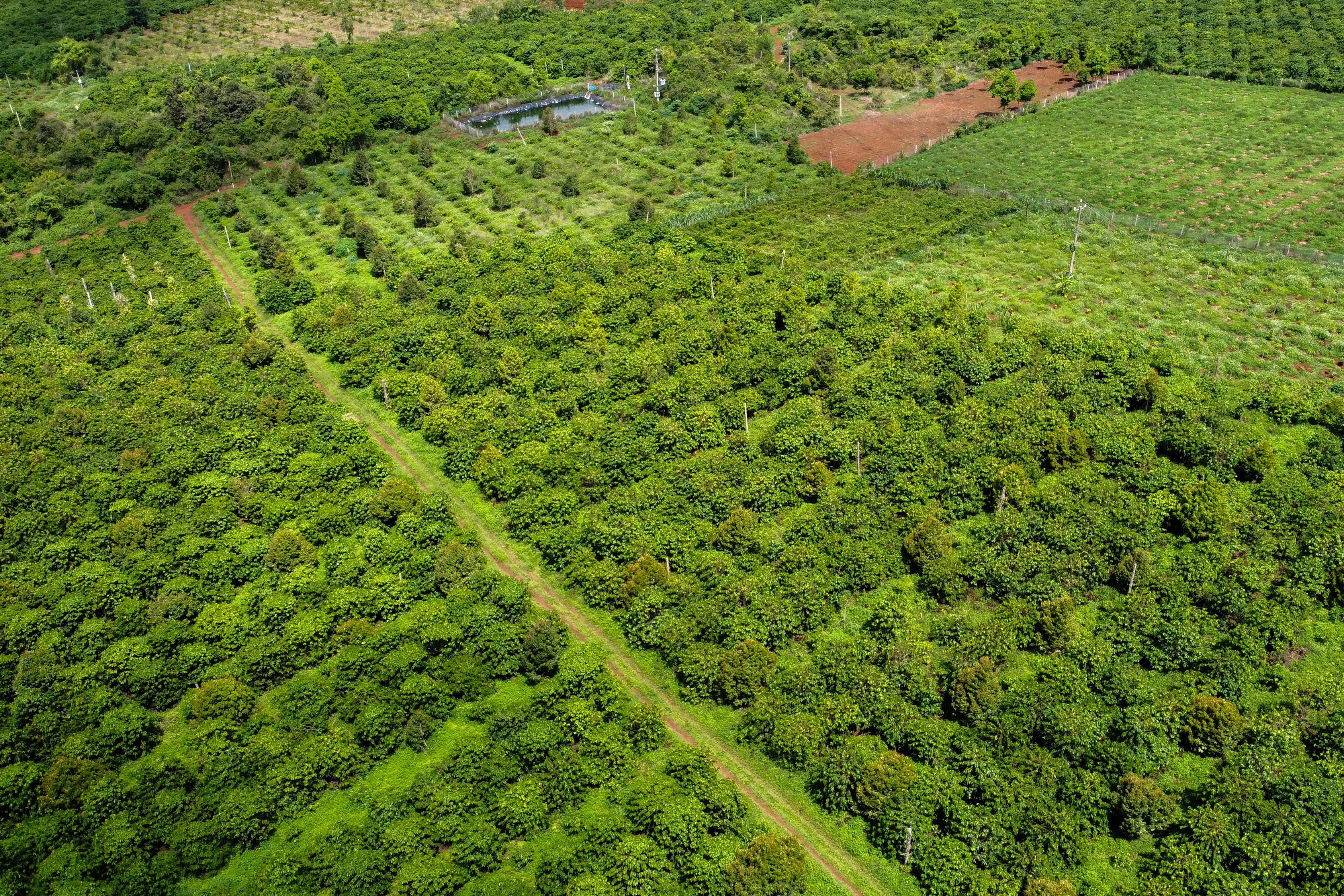 A drone view shows a coffee plantation belonging to Doan Van Thang, a coffee farmer, in Pleiku