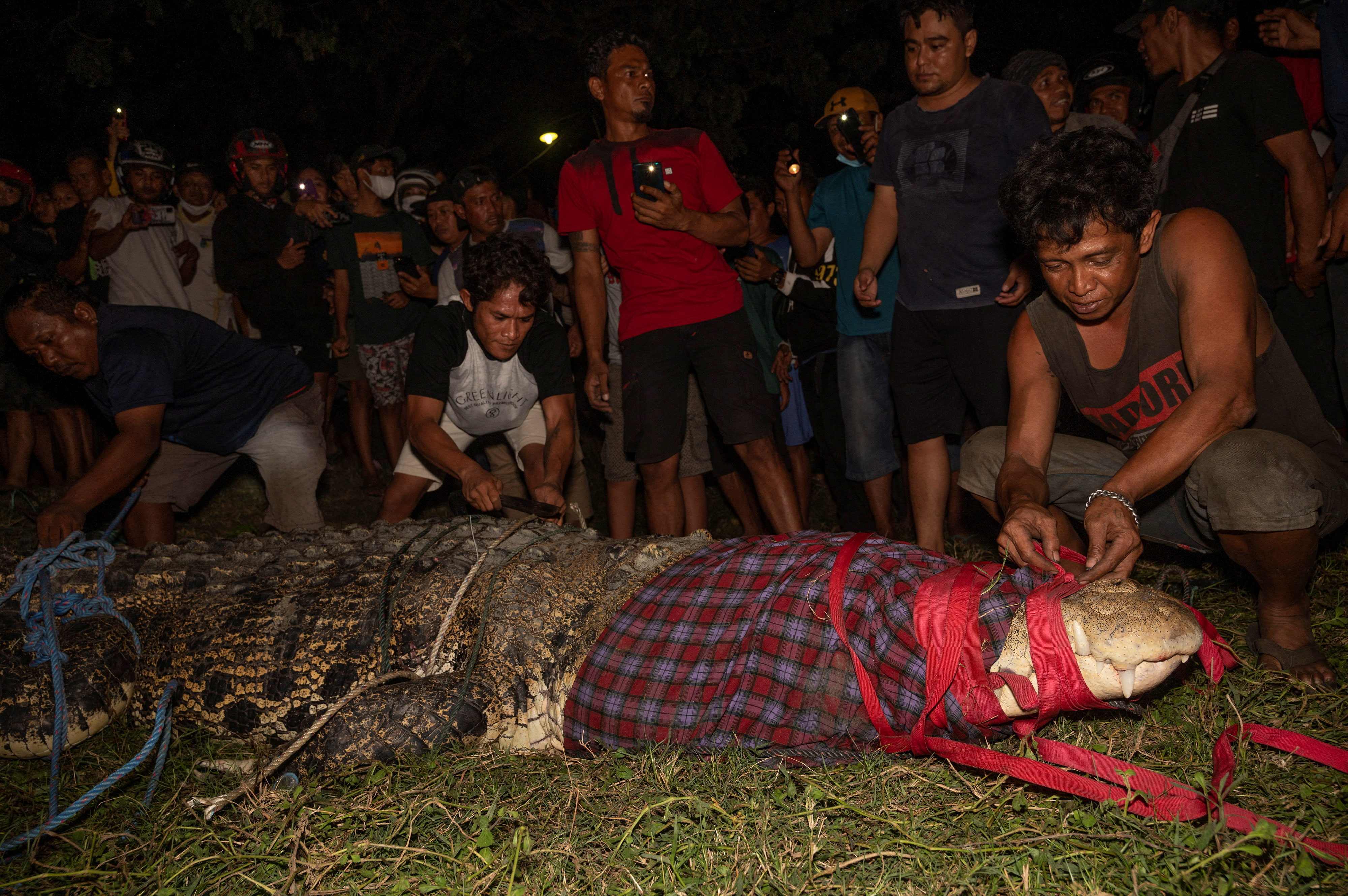 Locals prepare to release a wild crocodile back to the river after removing a tyre from its neck, in Palu