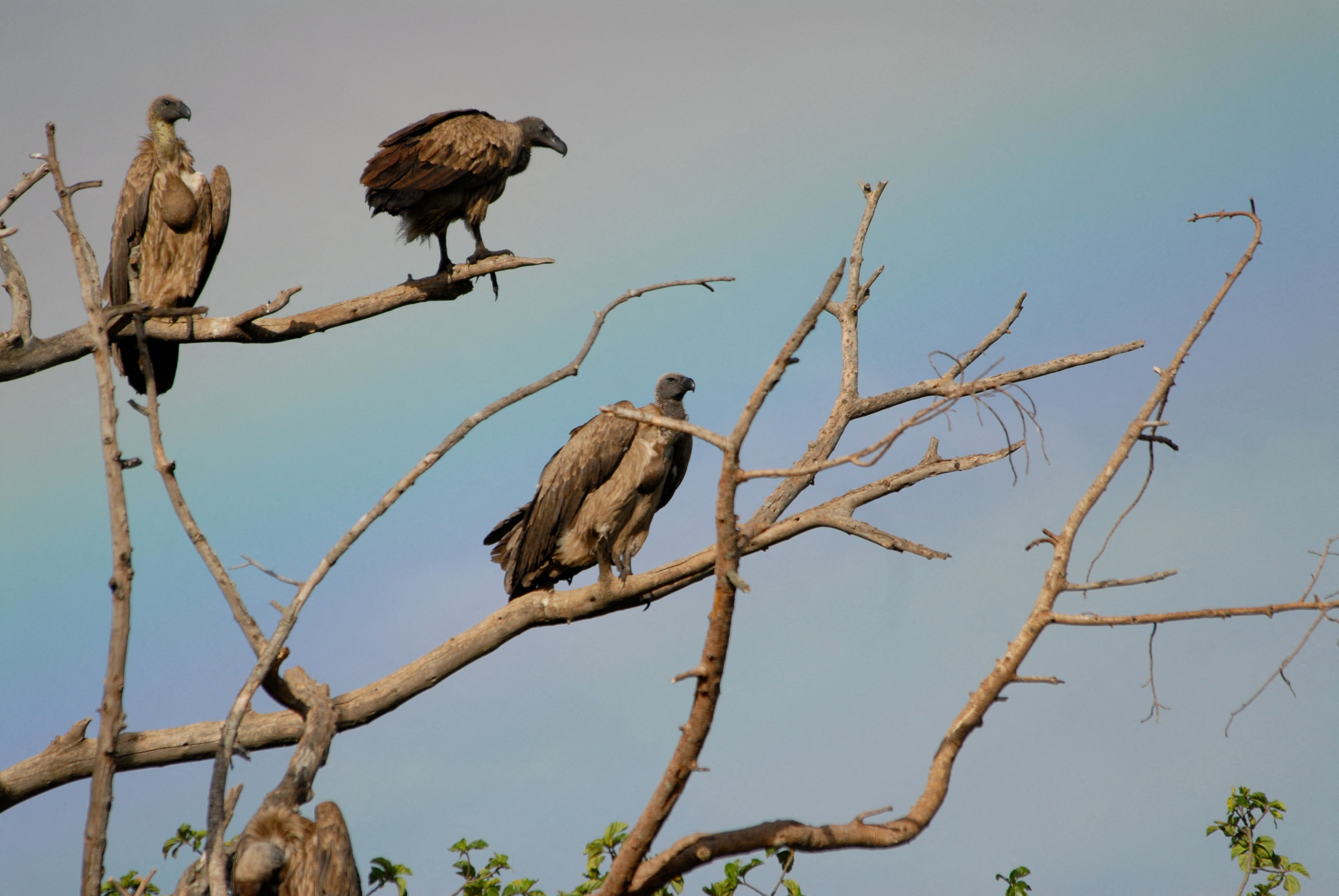 Exclusive: Vulture tracking leads scientists to poachers' poisoned pools in Zambia