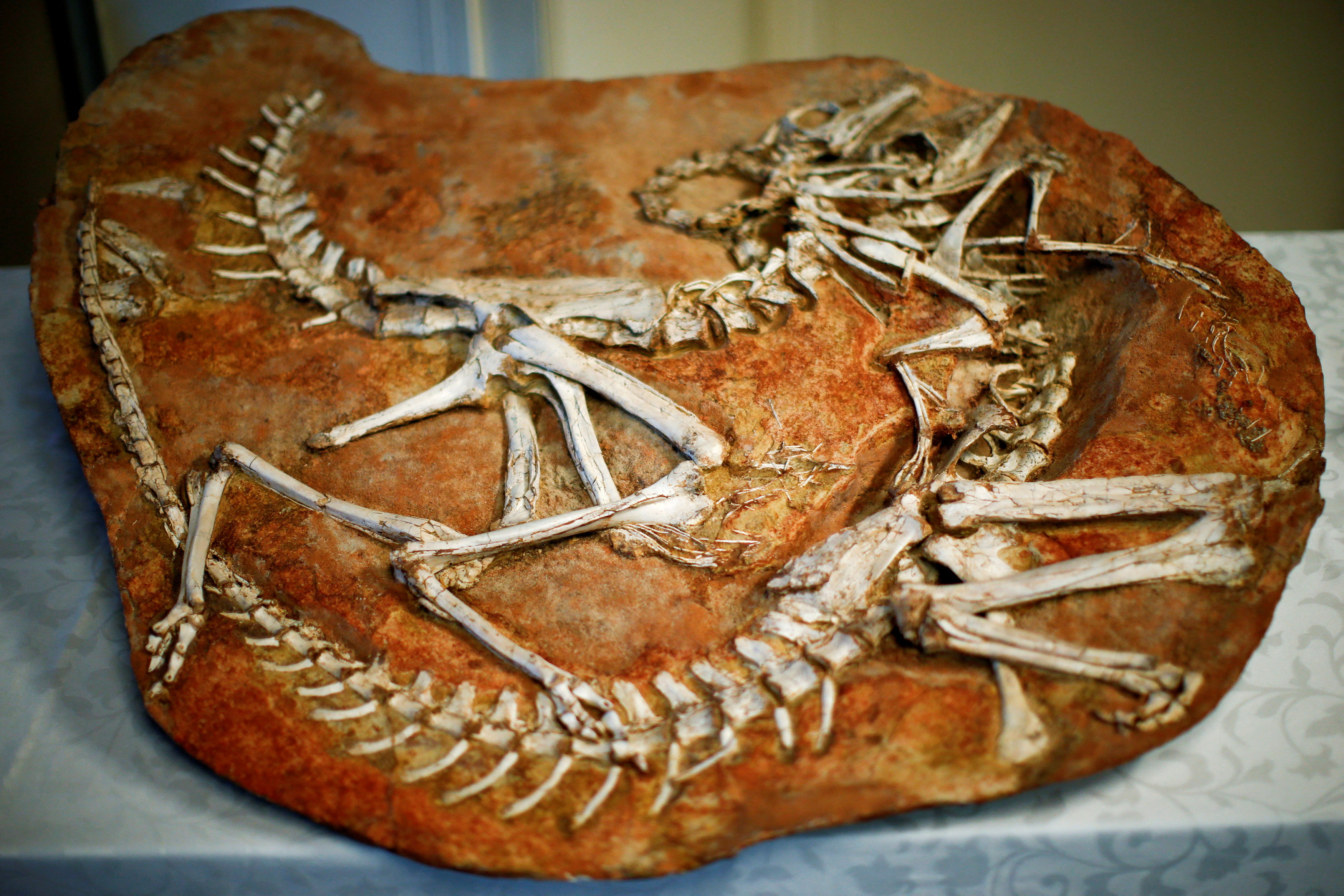 FILE PHOTO: Two Gallimimus dinosaur skeletons are on display during a repatriation ceremony at the United States Attorney's Office of Southern District in New York