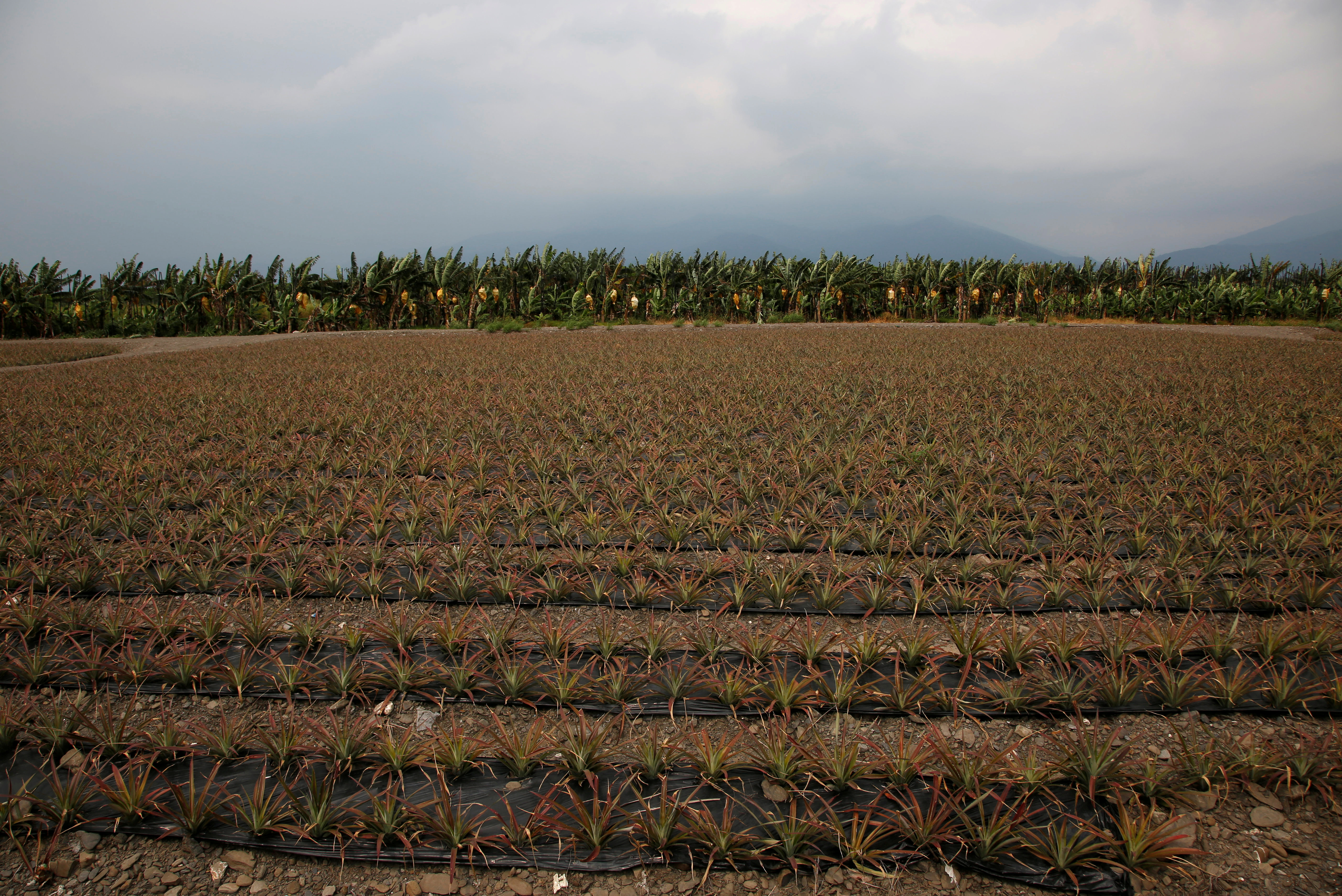 Pineapples are planted in a field in Pingtung, Taiwan