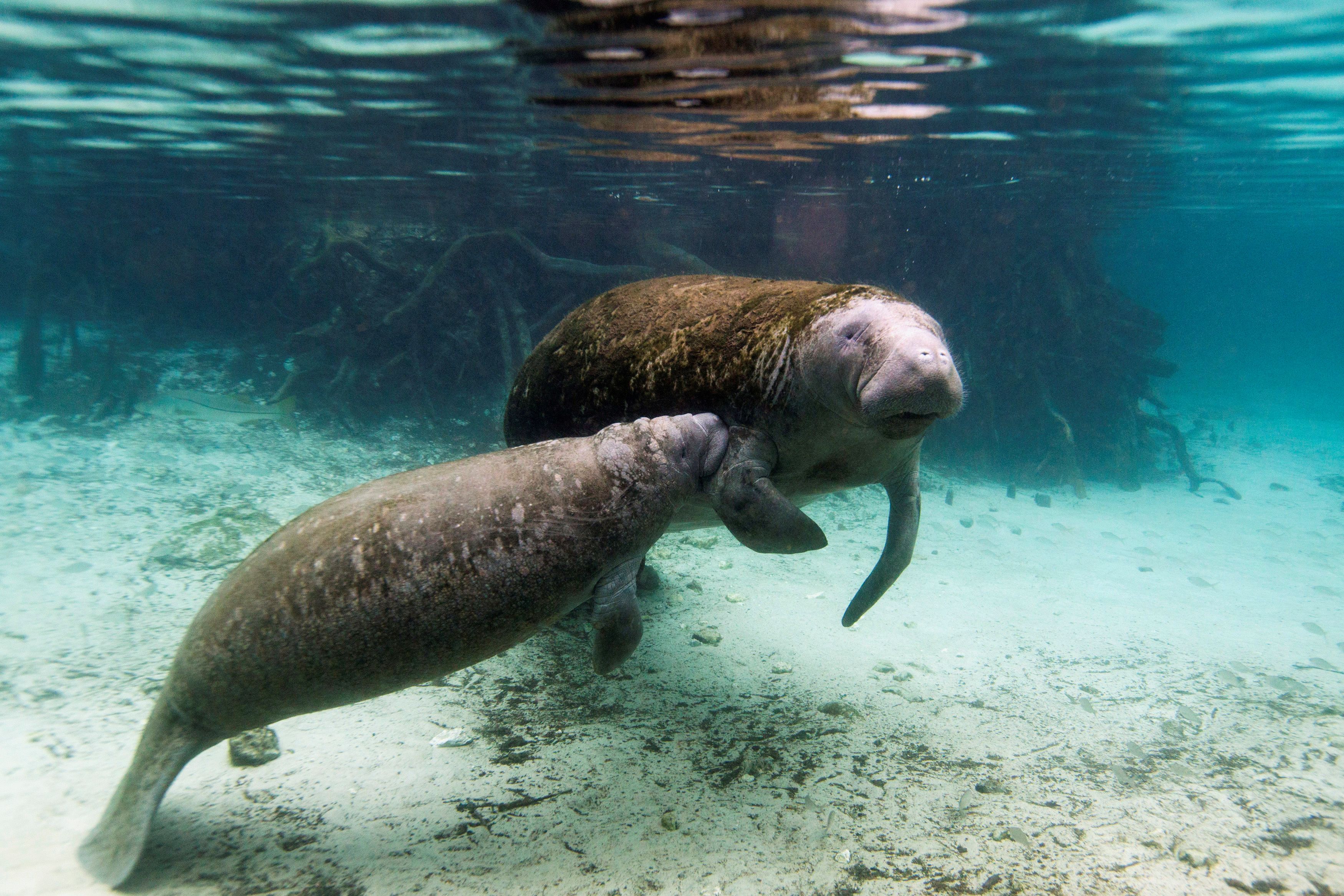 A manatee calf nurses from its mother inside of the Three Sisters Springs in Crystal River
