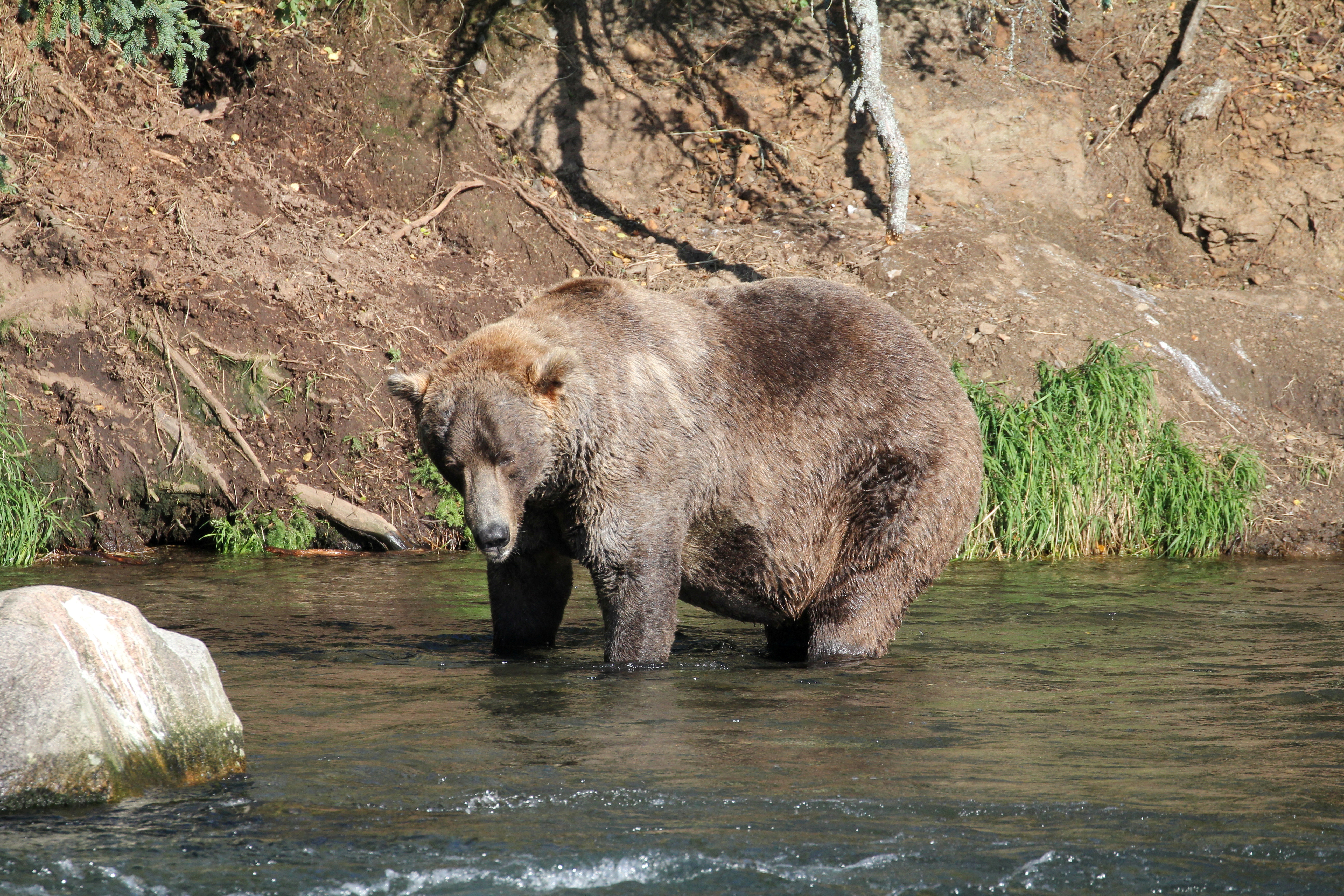Otis The Bear Crowned Chunk Champion In Alaska S Fat Bear Week Reuters
