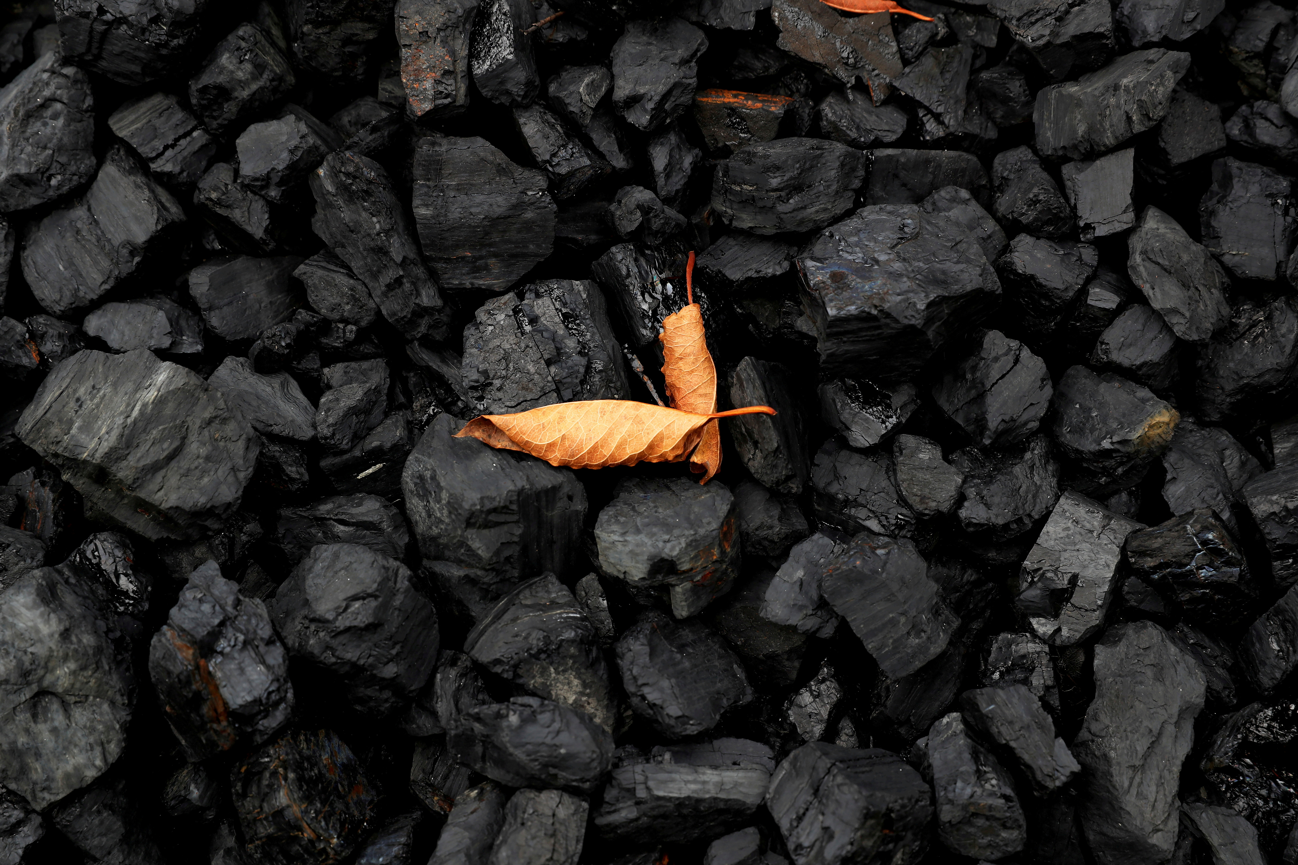 A leaf sits on top of a pile of coal in Youngstown, Ohio