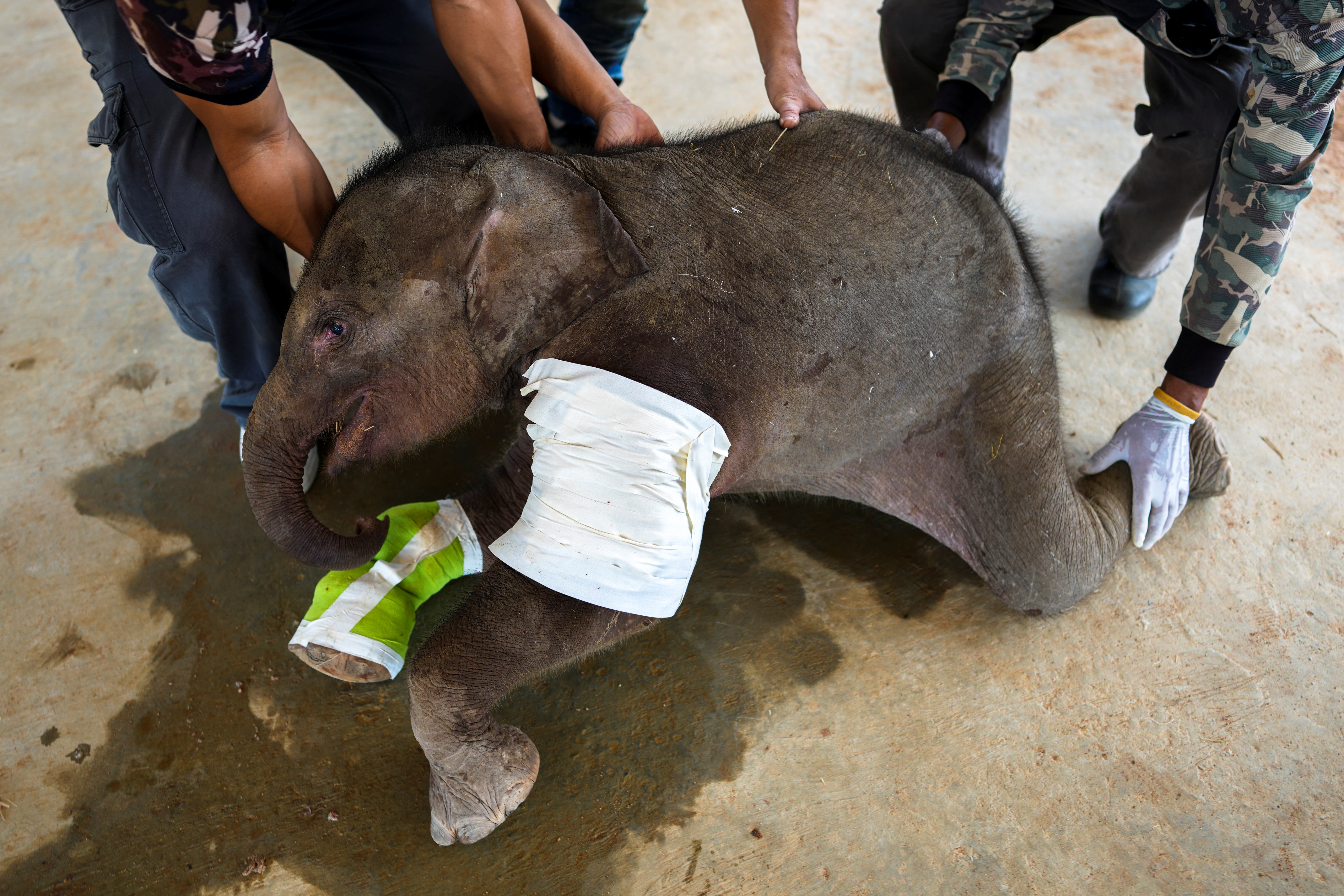 Rescued baby elephant arrived at Thai sanctuary for medical treatment in Chonburi