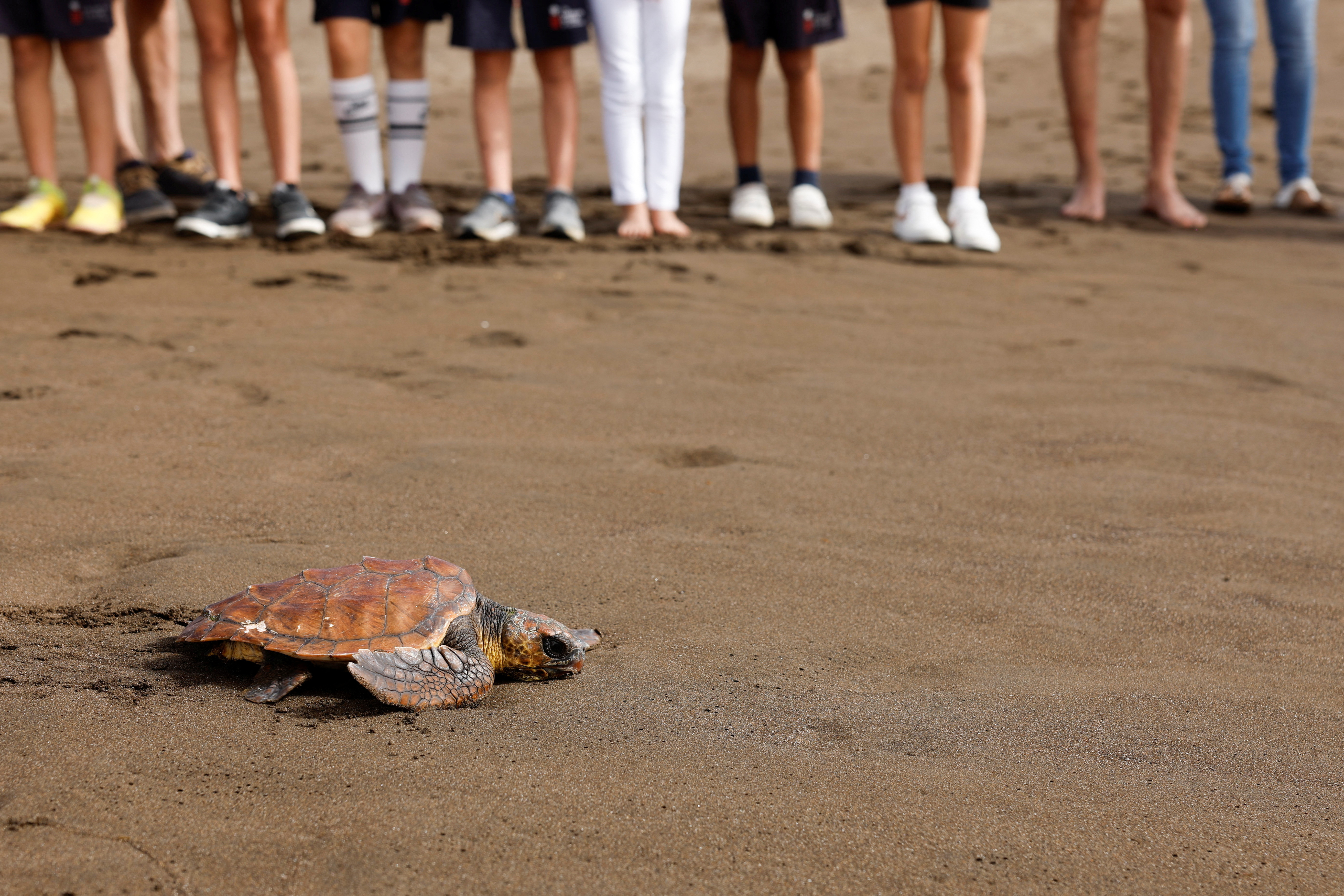 Schoolchildren observe Caretta Caretta sea turtle released on Melenara Beach, Gran Canaria