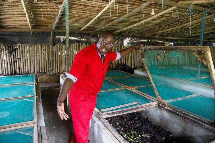 Snails farming to meet demand in Ivory Coast