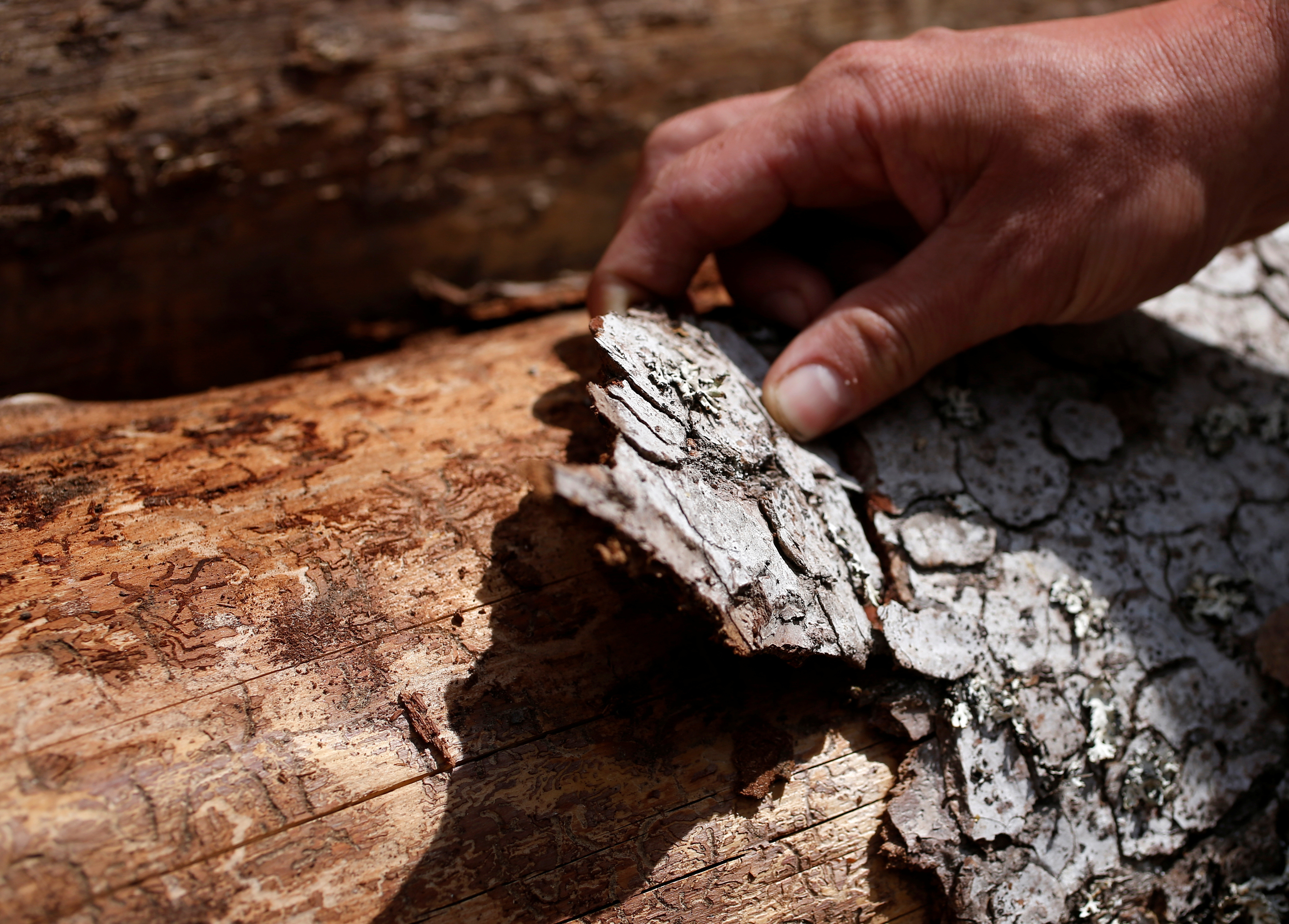An employee of the ONF (French national forests office) looks at the trunk of a tree marked by traces of bark beetles near Masevaux