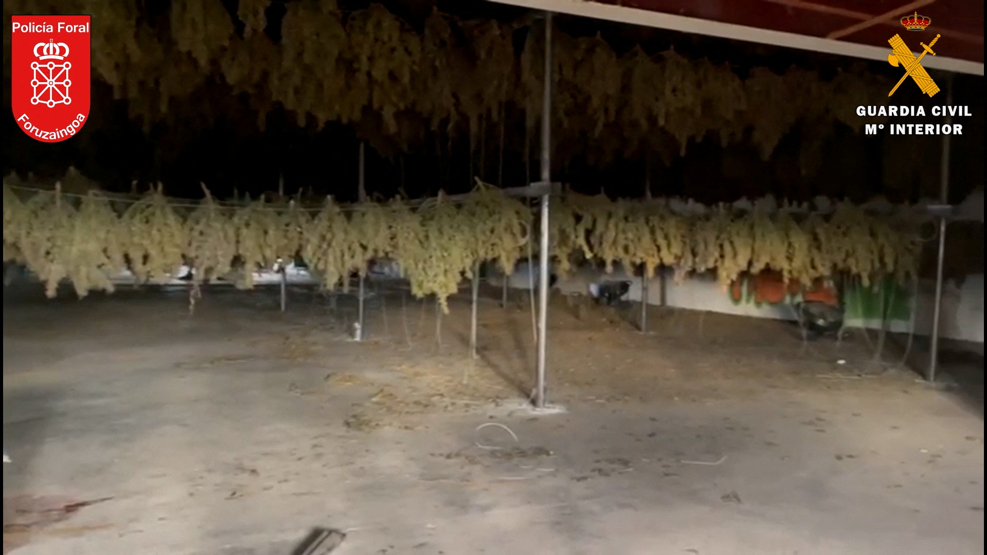 Spanish police take down 'Europe's biggest' cannabis farm