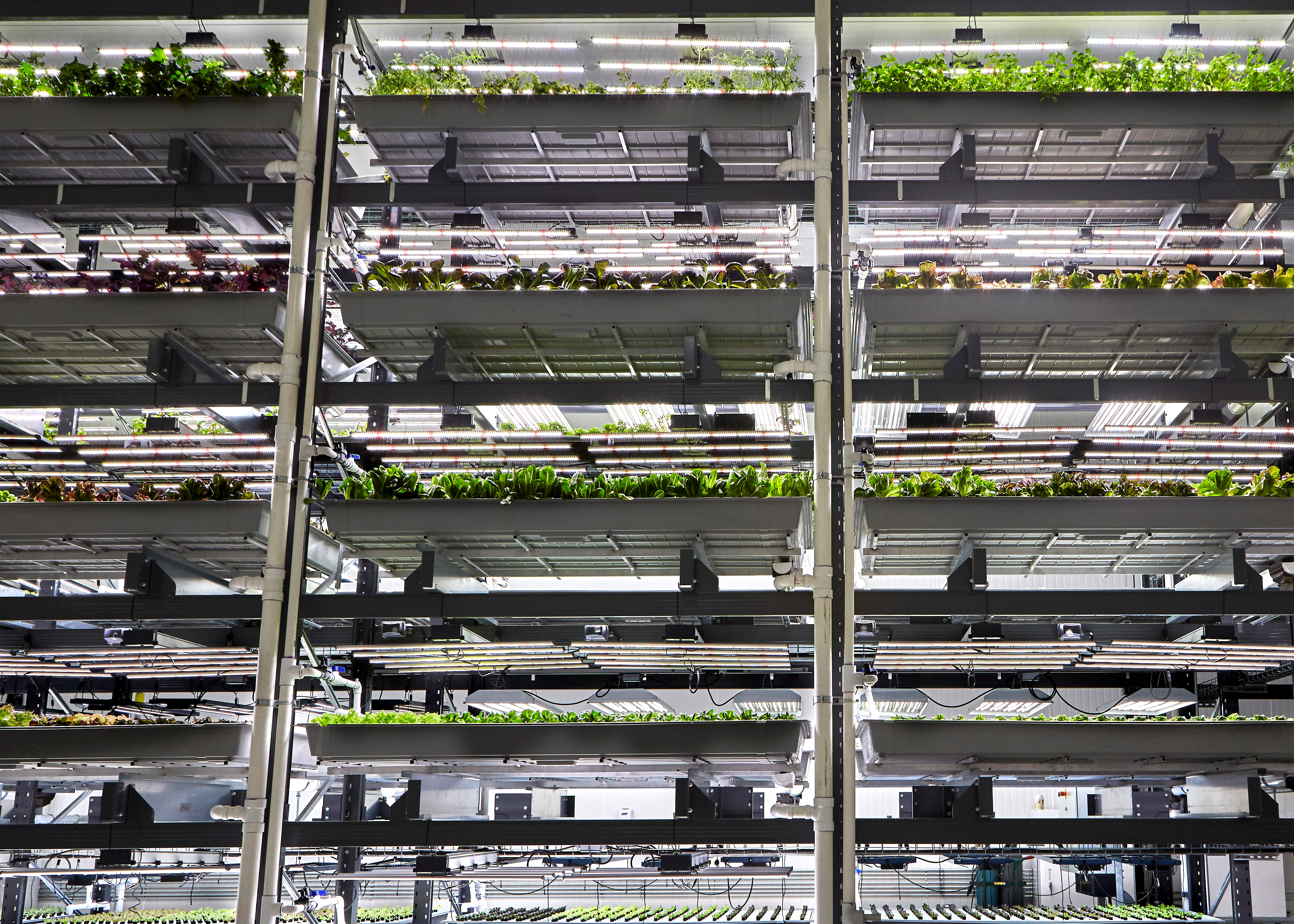 Indoor vertical farming startup Bowery Farming raises $300 million