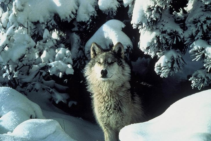 A handout photo of an endangered gray wolf peering out from a snow covered shelter