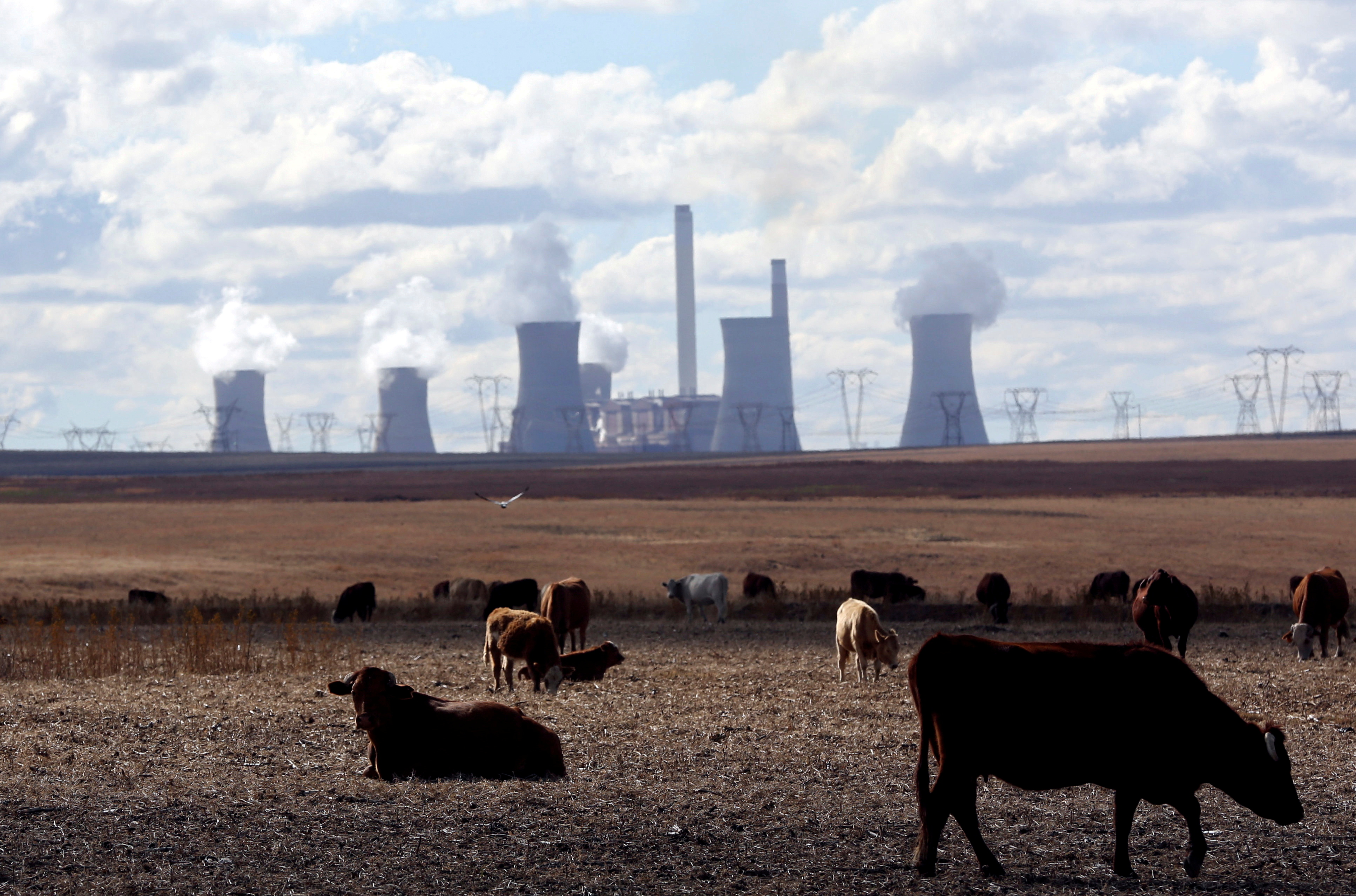 Cows graze as steam rises from the cooling towers of Matla Power Station, a coal-fired power plant operated by Eskom in Mpumalanga province, South Africa