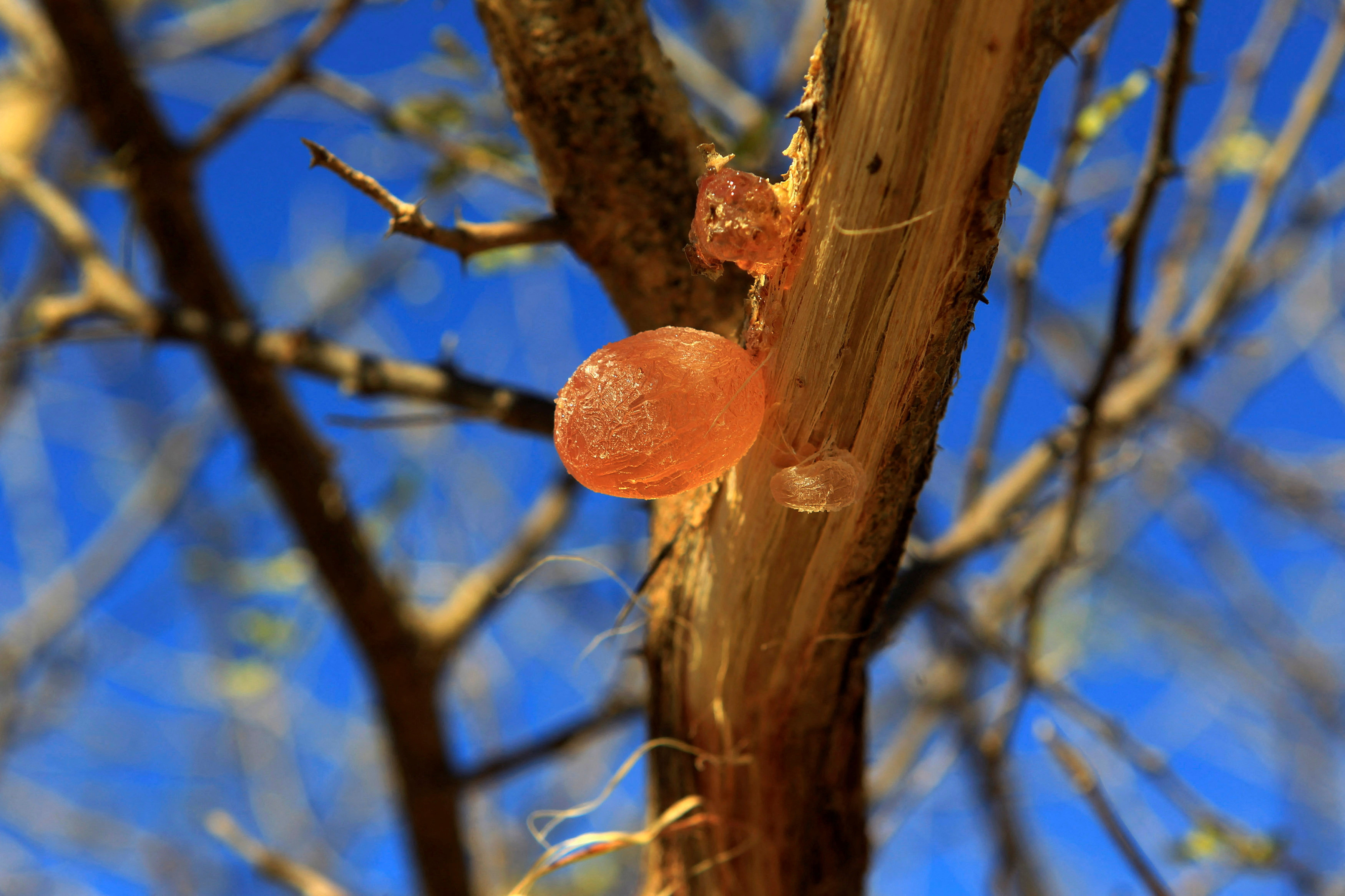 Gum arabic is seen on an Acacia trees in the western Sudanese town of El-Nahud