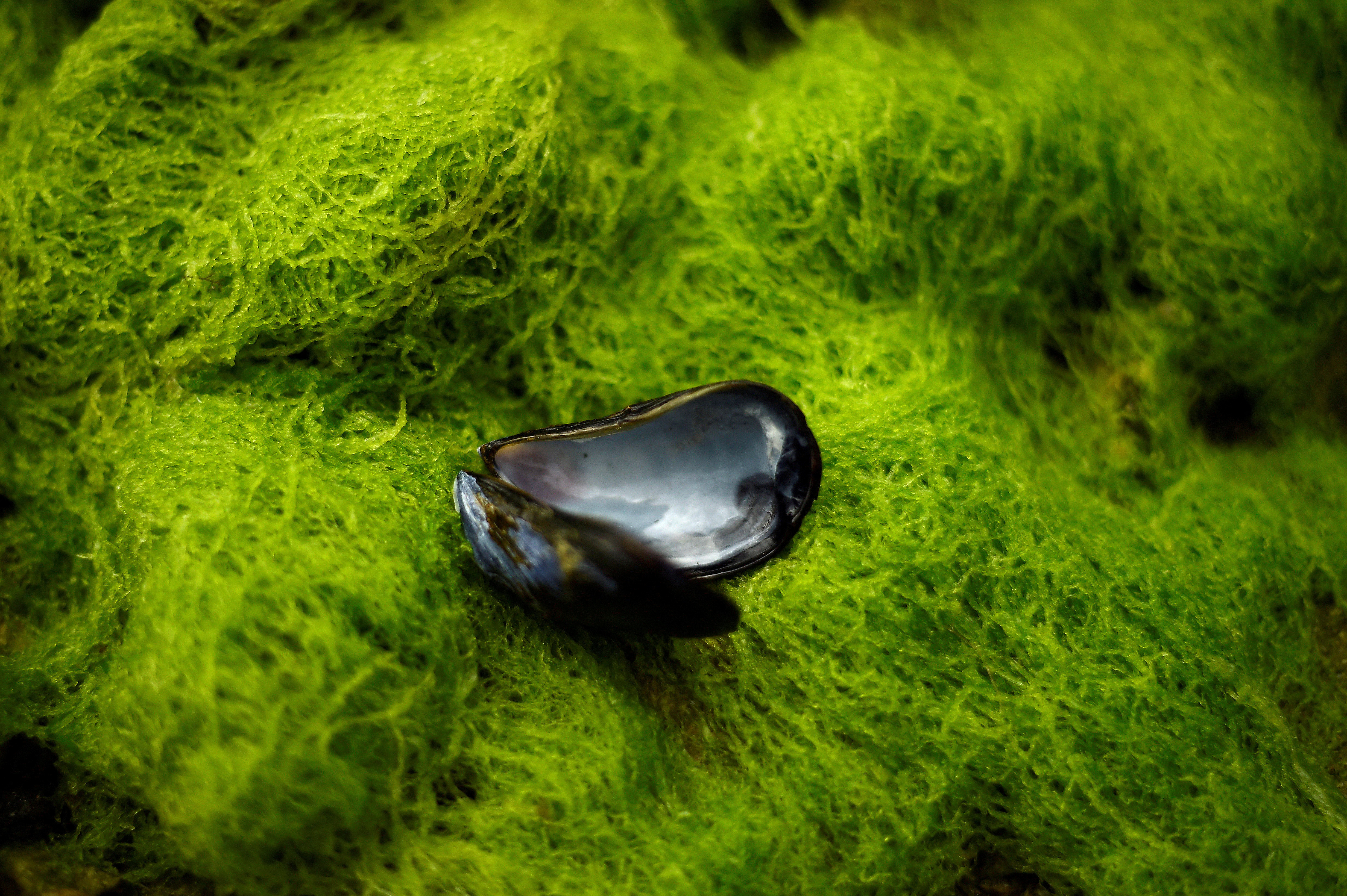 An open mussel shell in the west of Norway