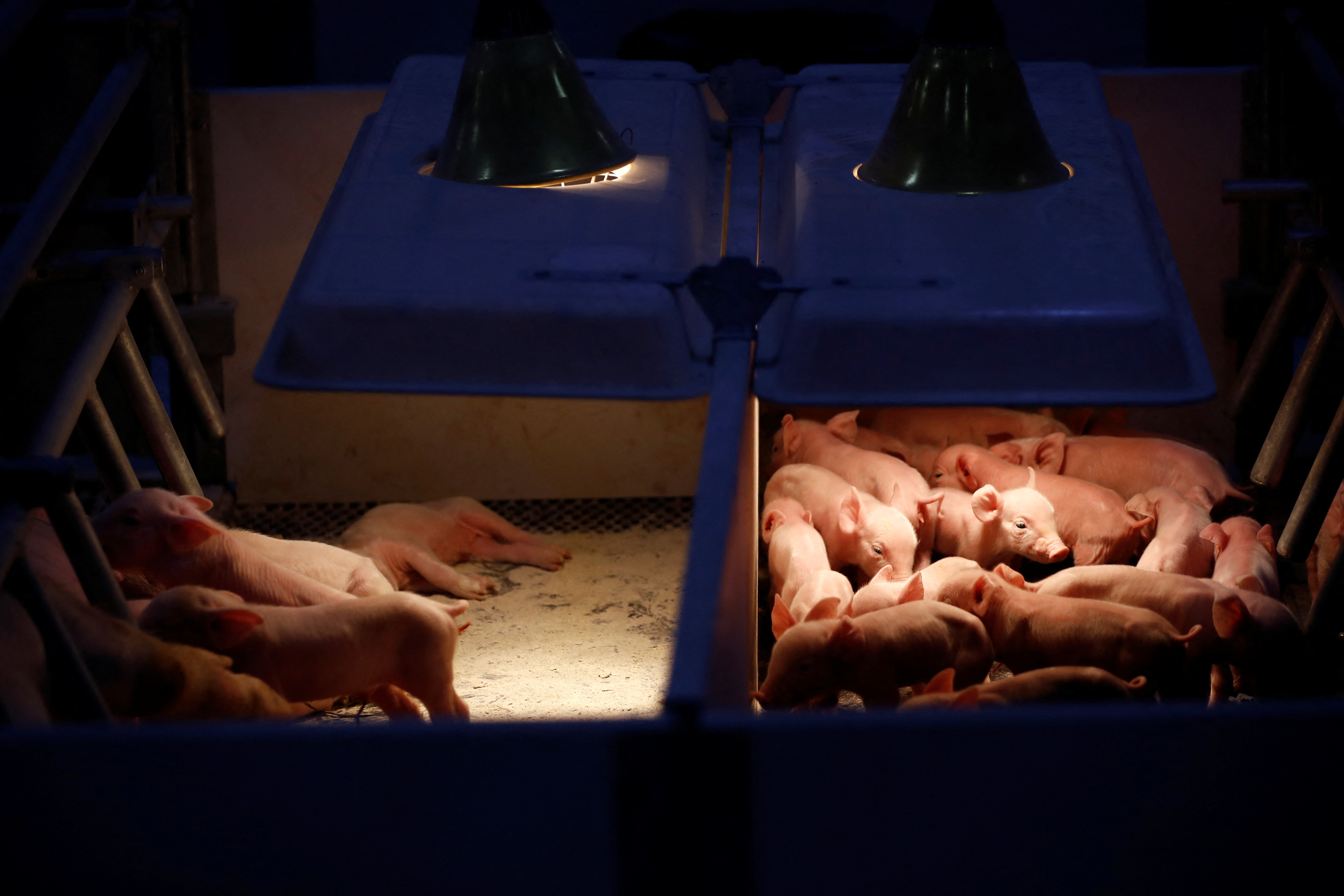 Newborn piglets keep warm at a breeding farm of Best Genetics Group (BGG) in Chifeng