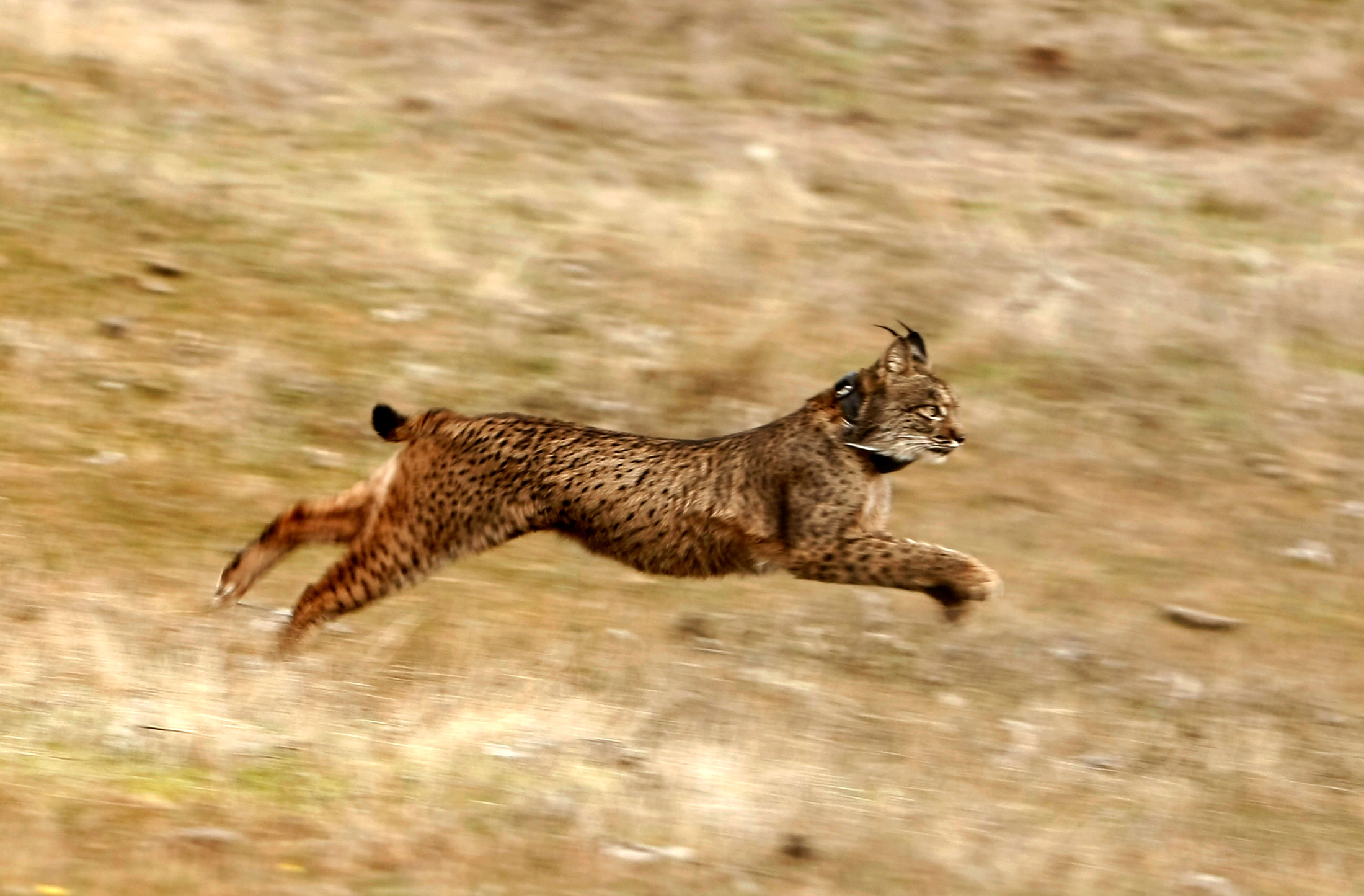 An Iberian lynx runs after being released in Villafranca de Cordoba