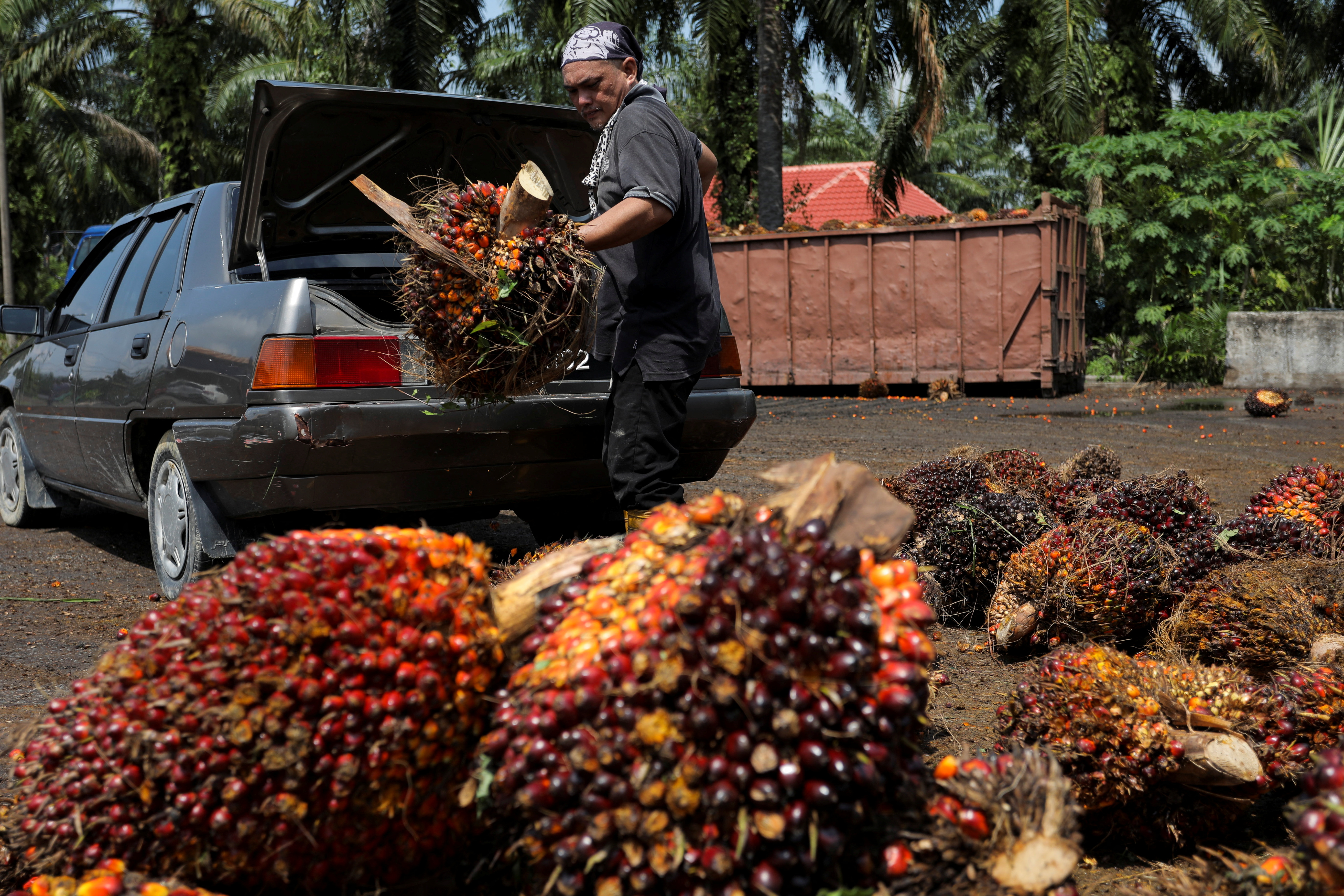 Amid migrant labour shortage lone farmers hurdle to harvest palm fruits in Malyasia