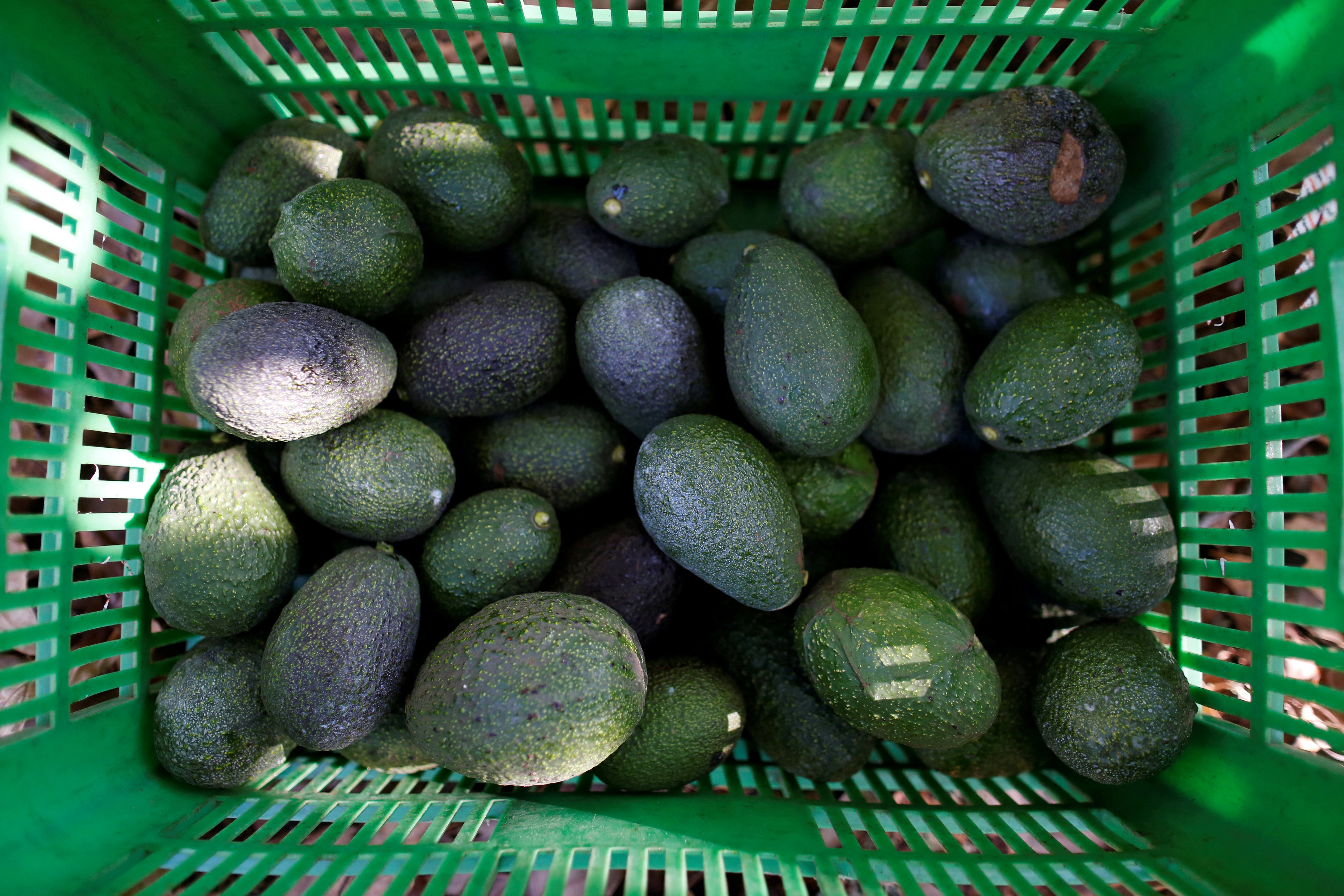 Avocados are pictured in a crate in San Isidro orchard in Uruapan, in Michoacan state, Mexico