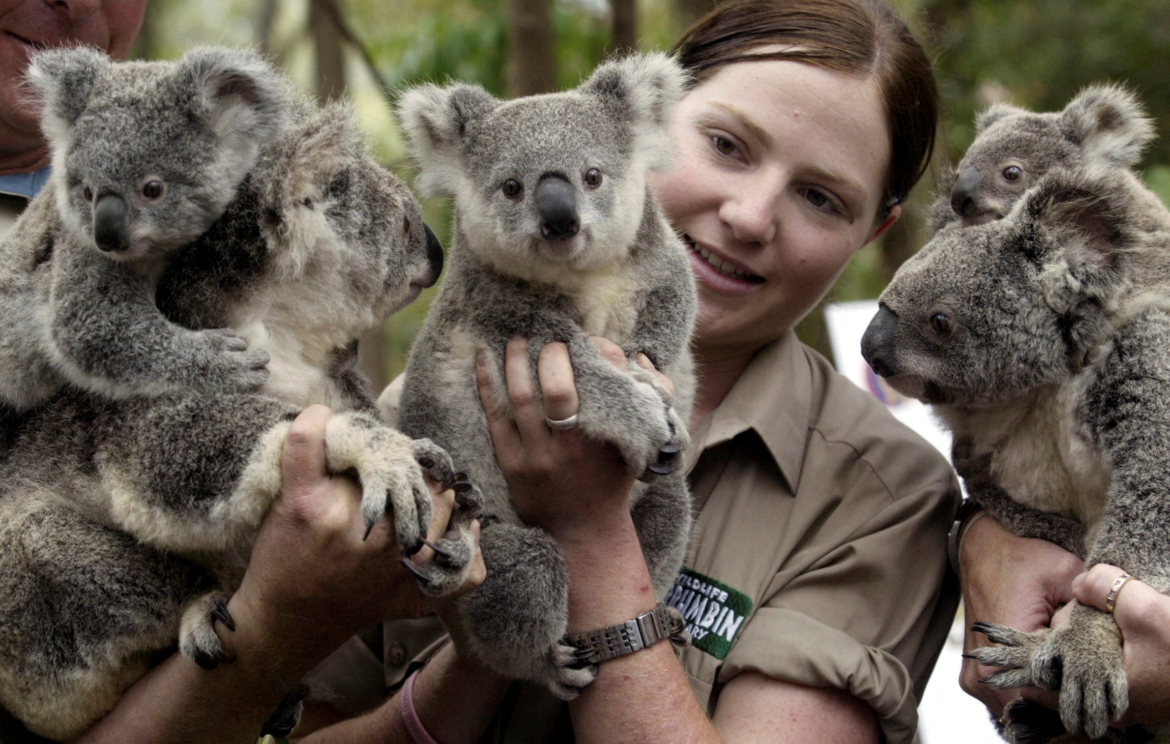 Wildlife officer poses with koalas
