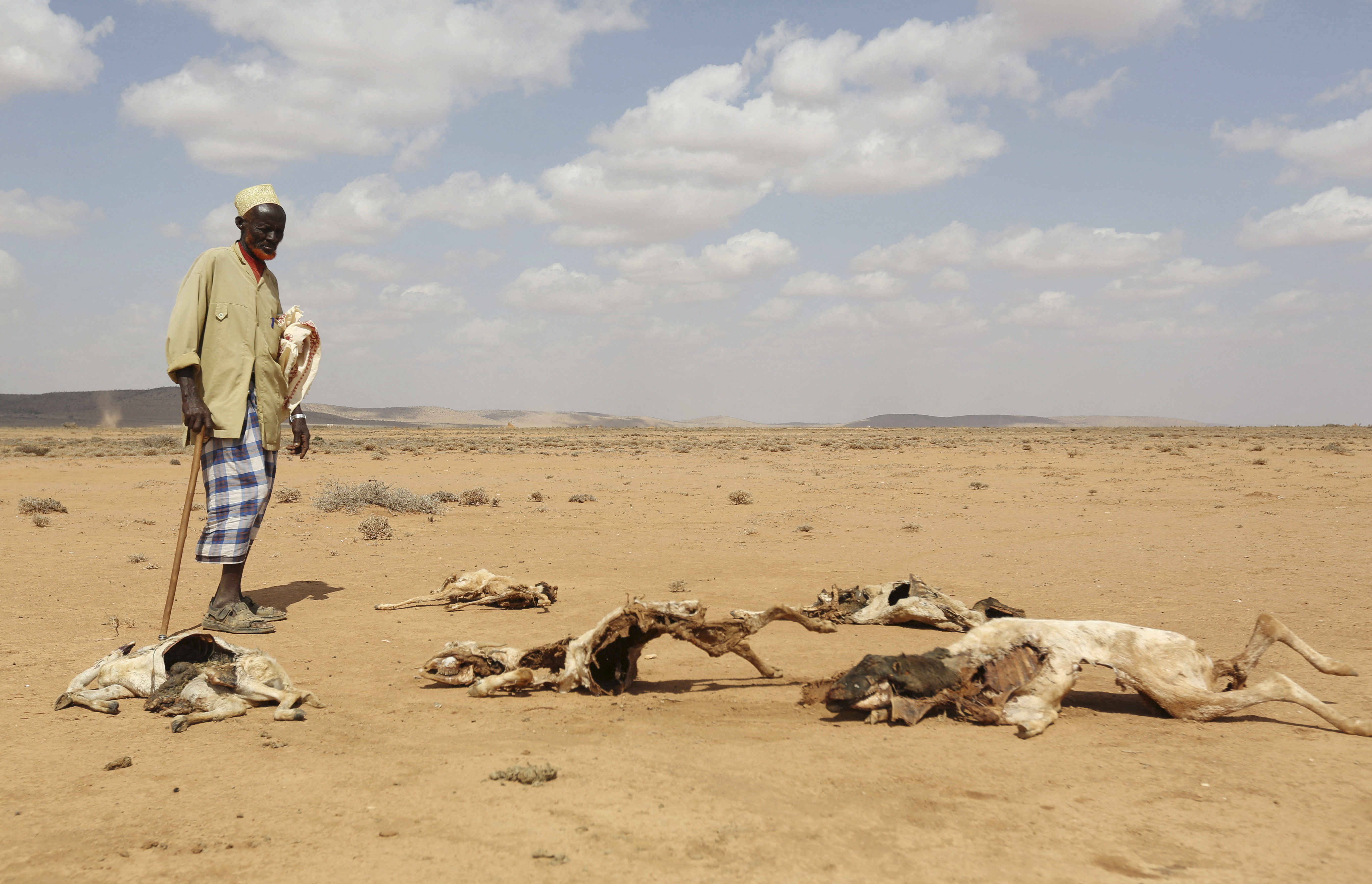 A man looks at the carcasses of animals that died due to the El Nino-related drought in Marodijeex town of southern Hargeysa, in northern Somalia's semi-autonomous Somaliland region