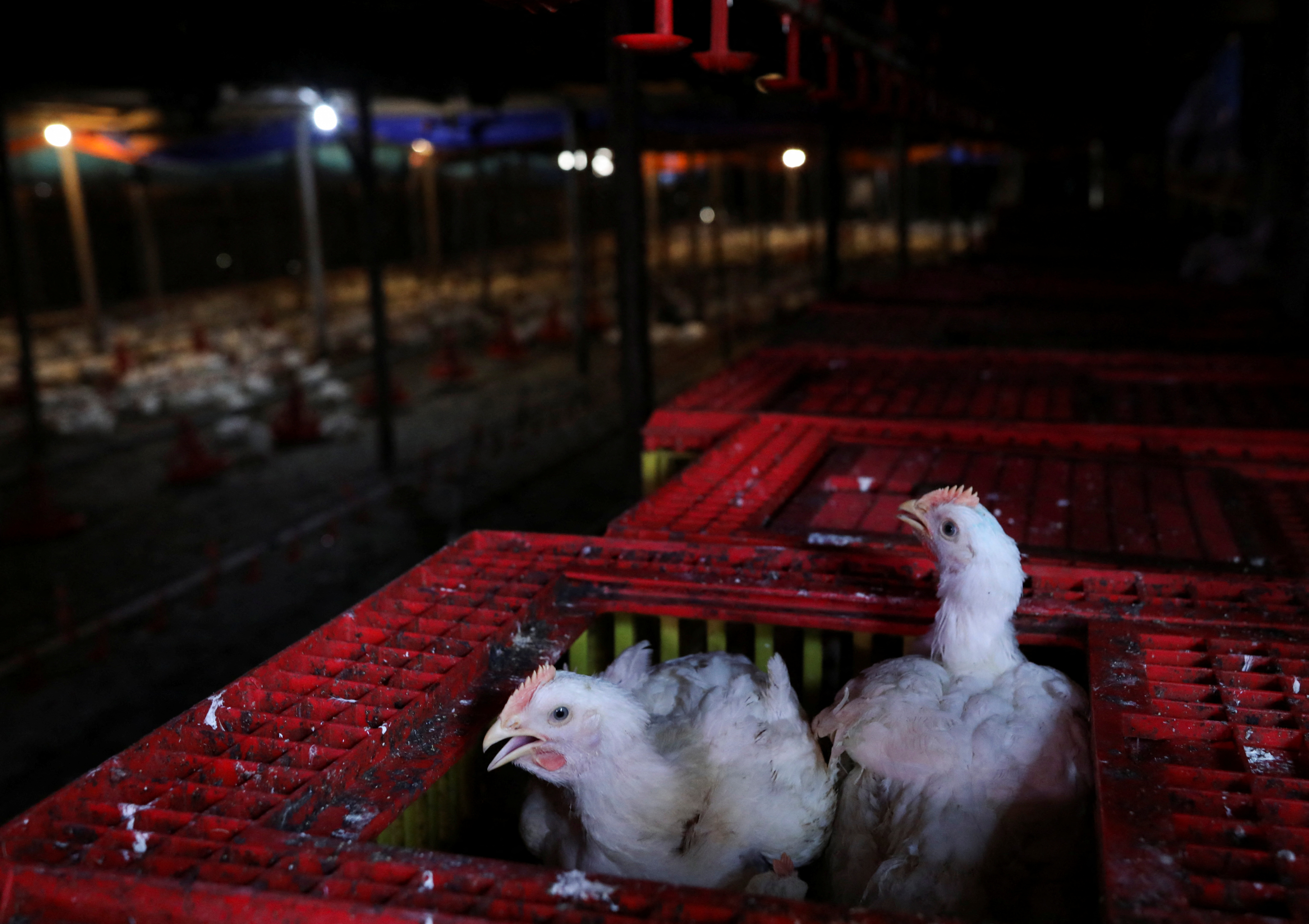 Singapore's de-facto national dish in the crossfire as Malaysia bans  chicken exports