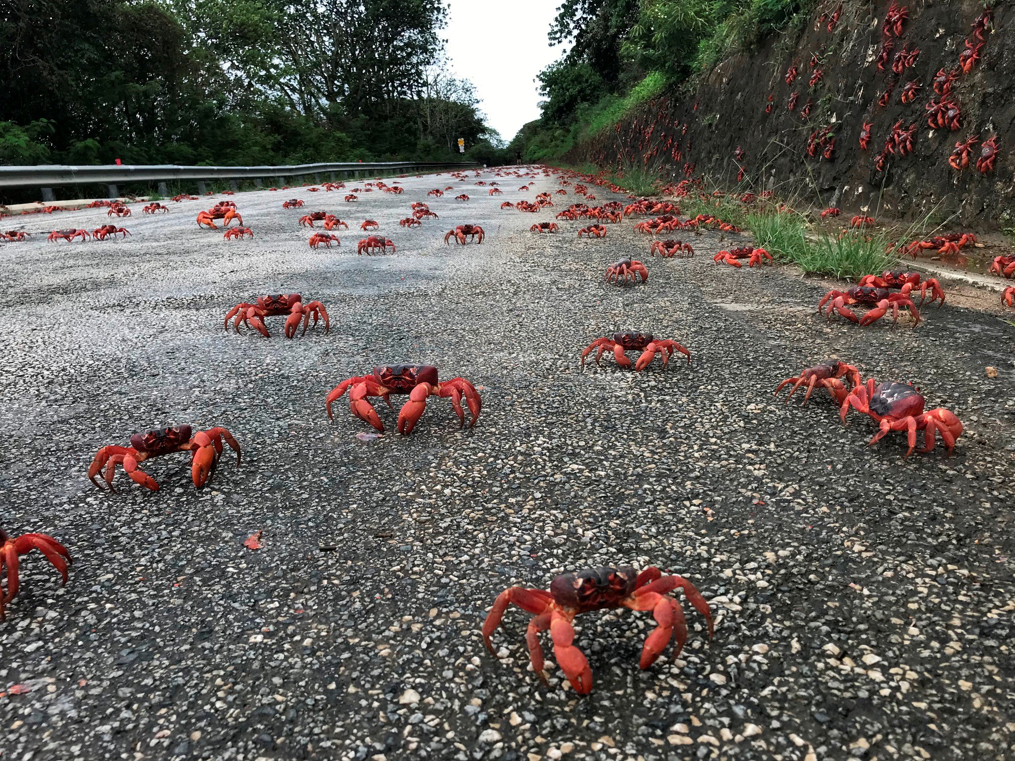 Mating crawl: Migrating Christmas Island crabs jams traffic