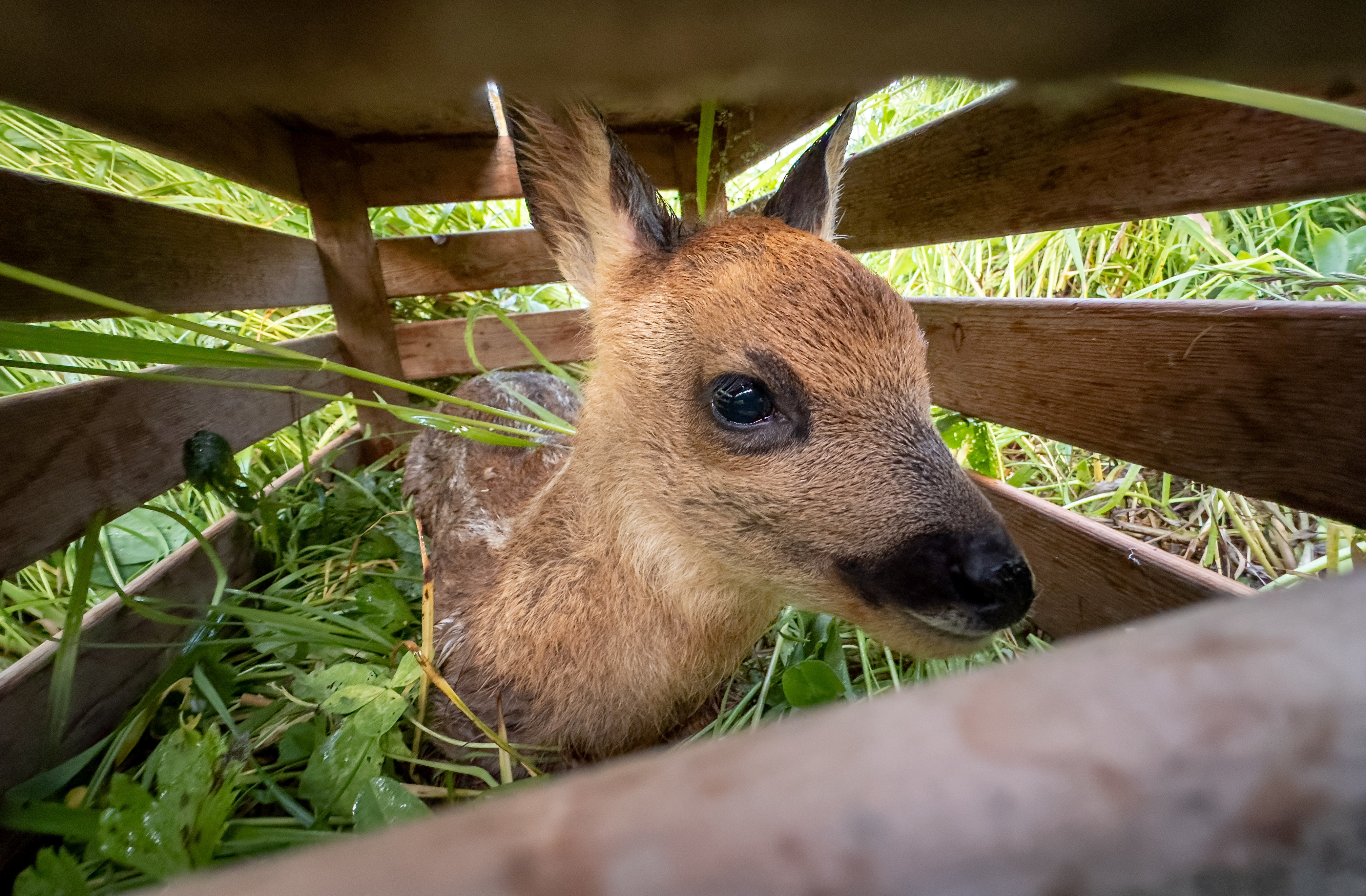 A fawn is pictured under a wooden box after being found by a thermal drone in Forel