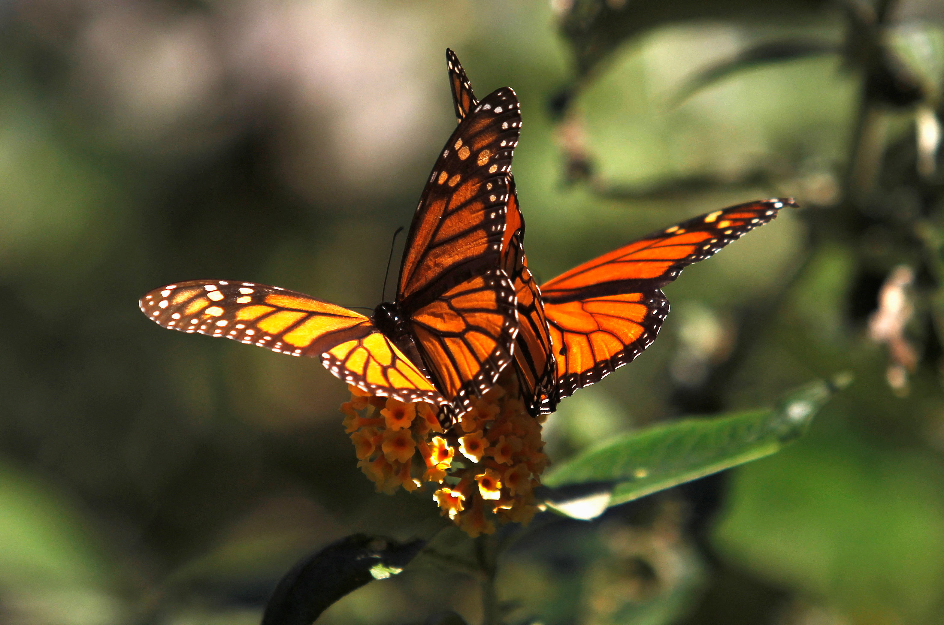 Monarch butterflies cling to a plant at the Monarch Grove Sanctuary in Pacific Grove