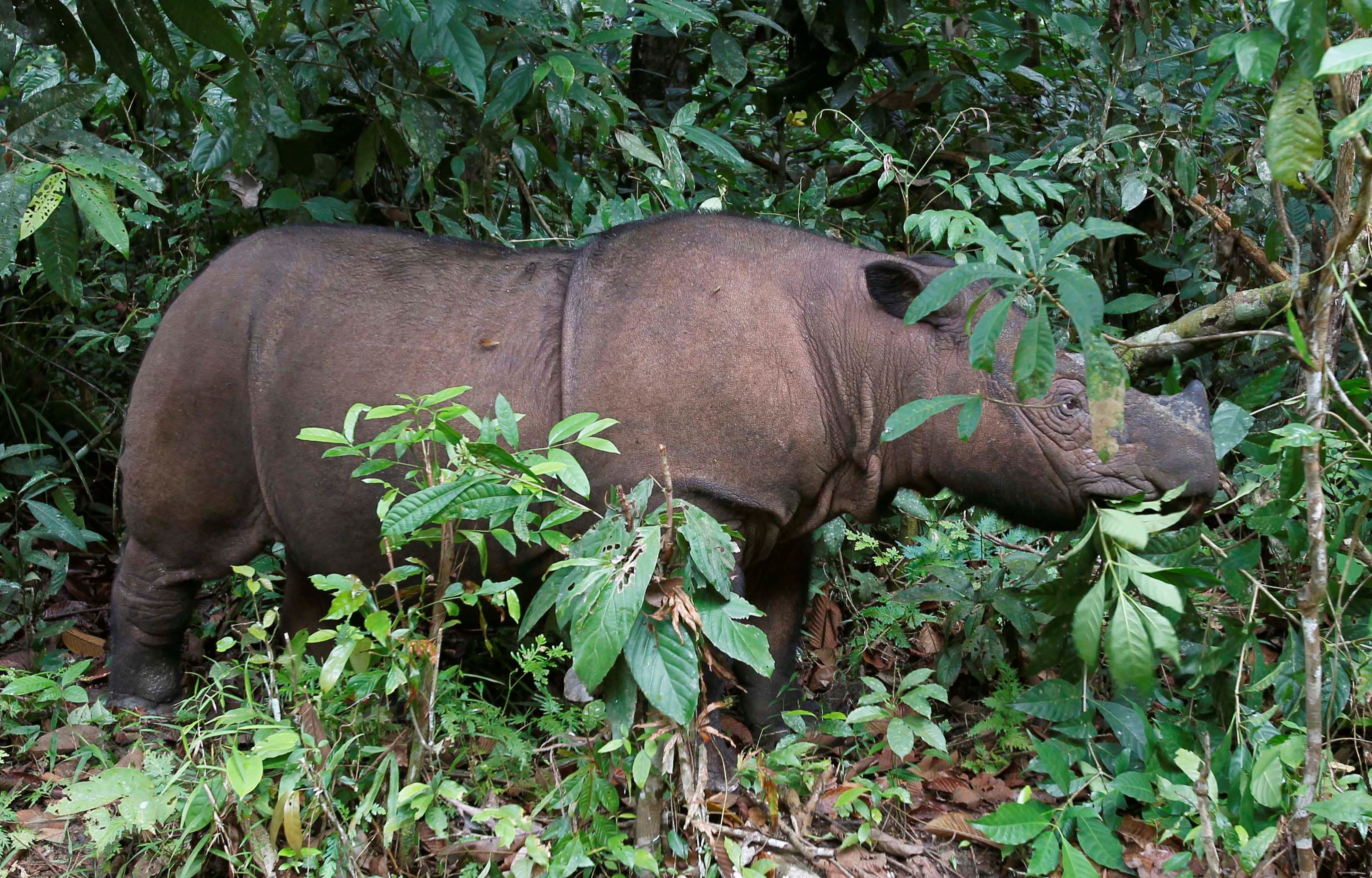 Genetic study offers good news for endangered Sumatran rhinoceros | Reuters