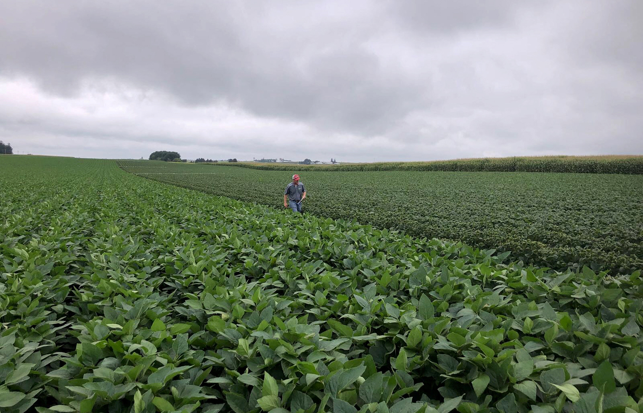 Soybean fields as part of University of Wisconsin research in Arlington
