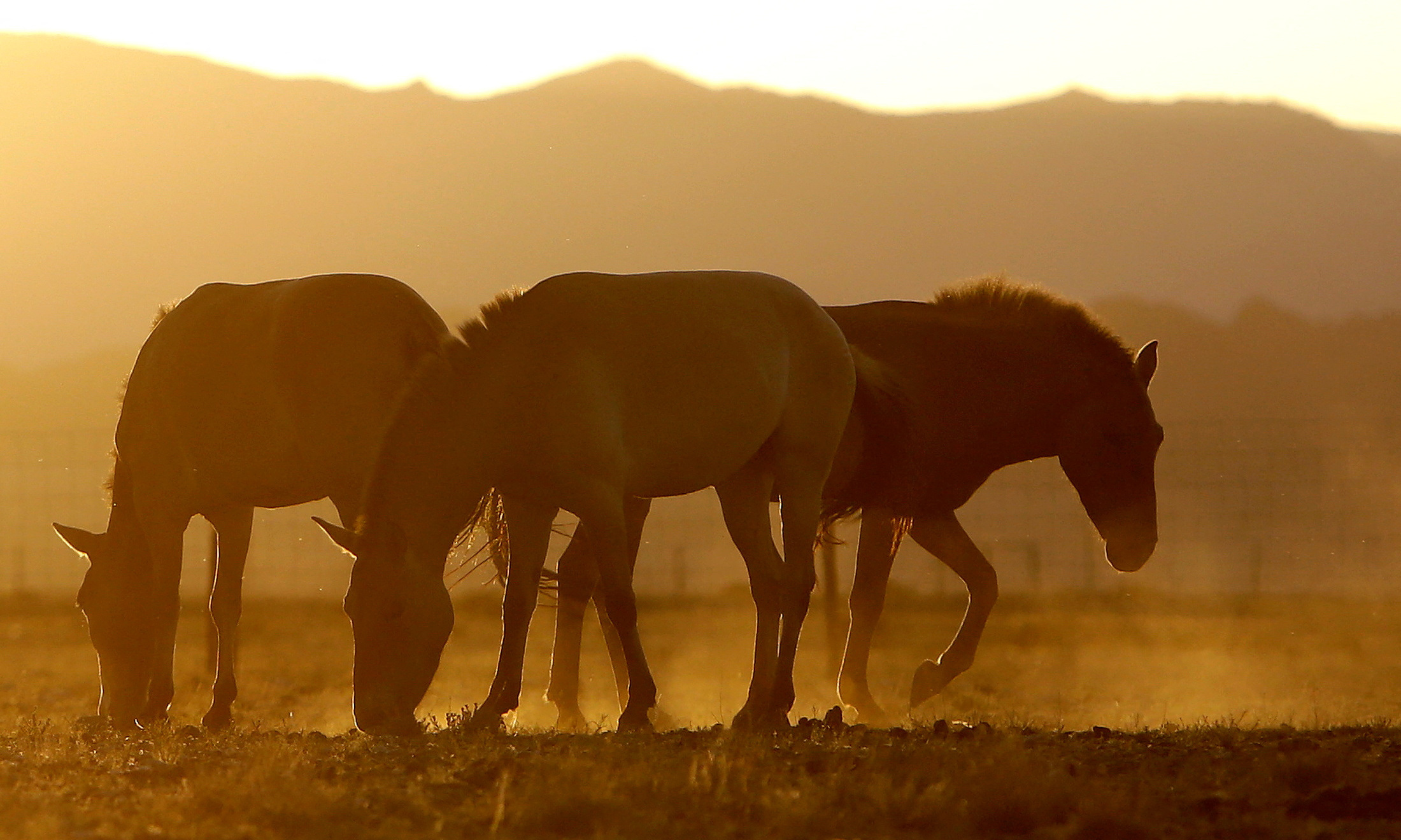 Przewalski's horses graze at the acclimatisation enclosure in the early morning hours at the Takhin Tal National Park, part of the Great Gobi B Strictly Protected Area, in south-west Mongolia
