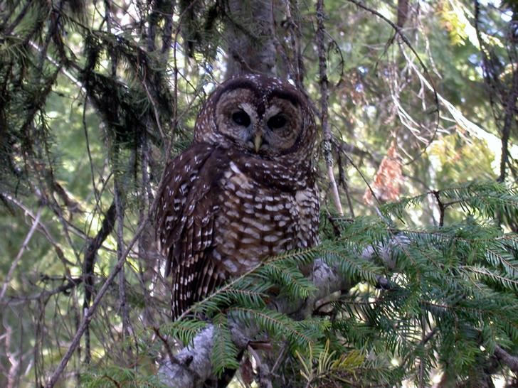 Threatened Northern Spotted Owl