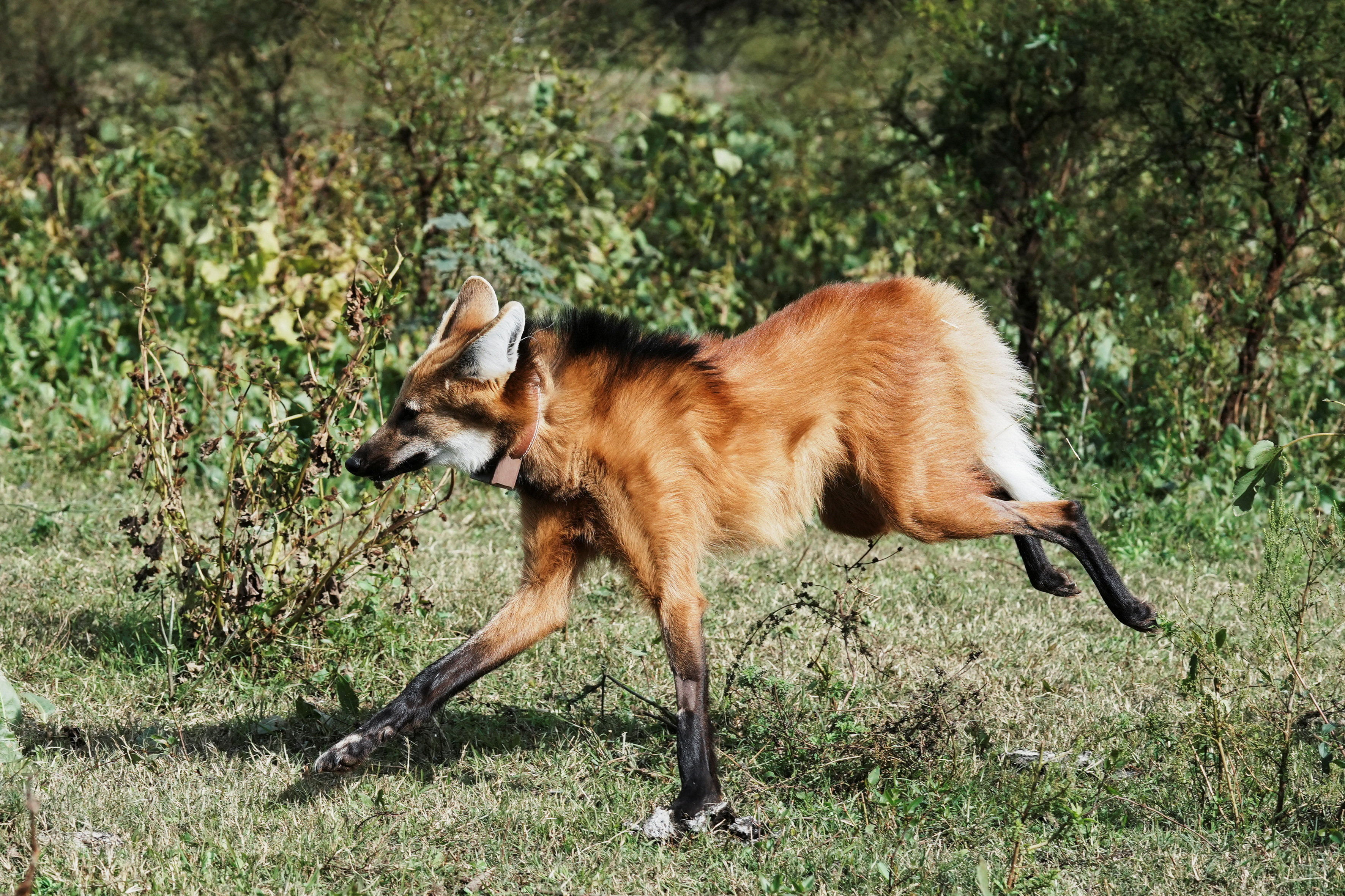Argentine long-legged, red-hued maned wolf returned to the wild