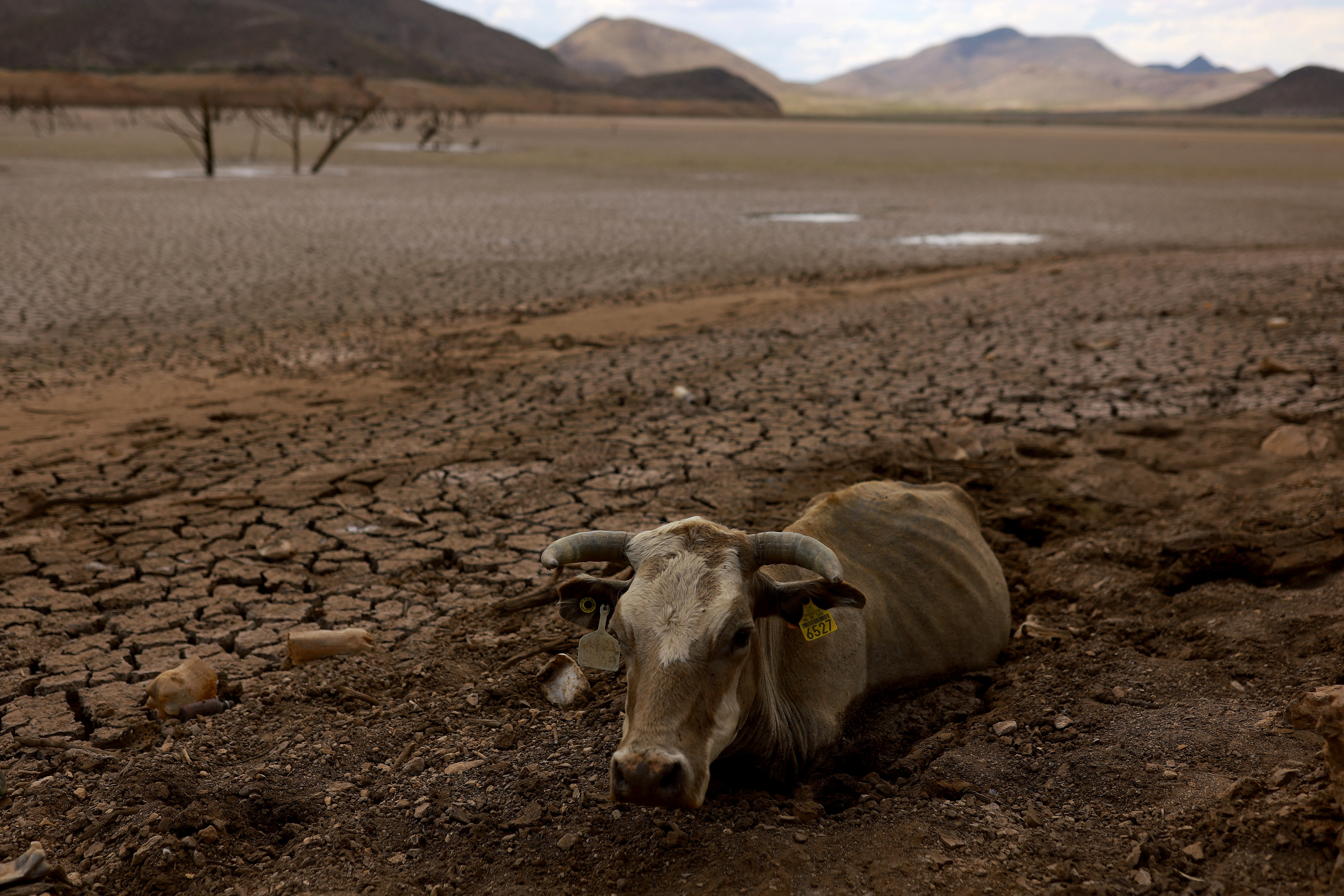 Drought imperils farmers and bees in Mexico's north - August 27, 2024 ...