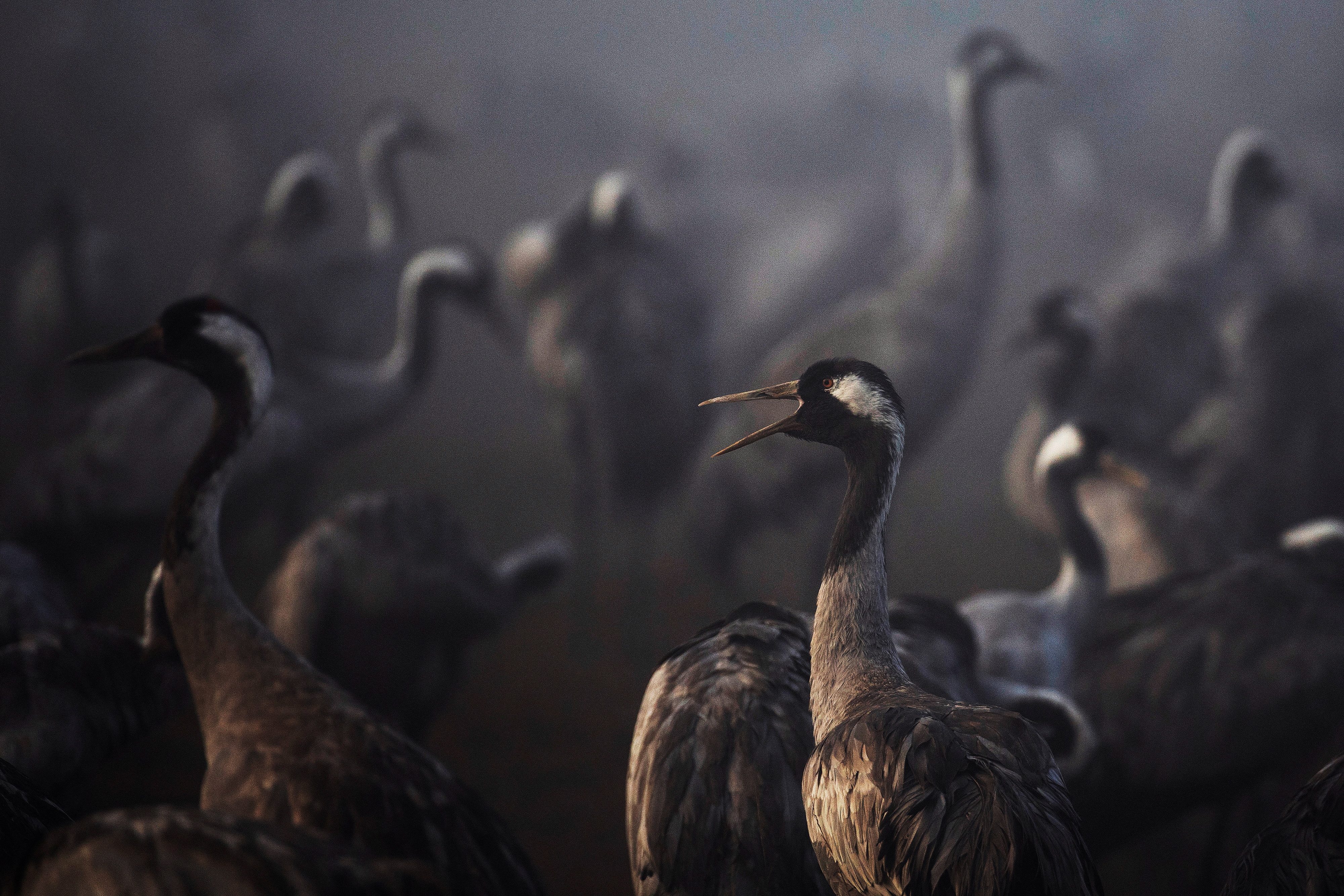 Cranes gather during the migration season on a foggy morning at Hula Nature Reserve, in northern Israel