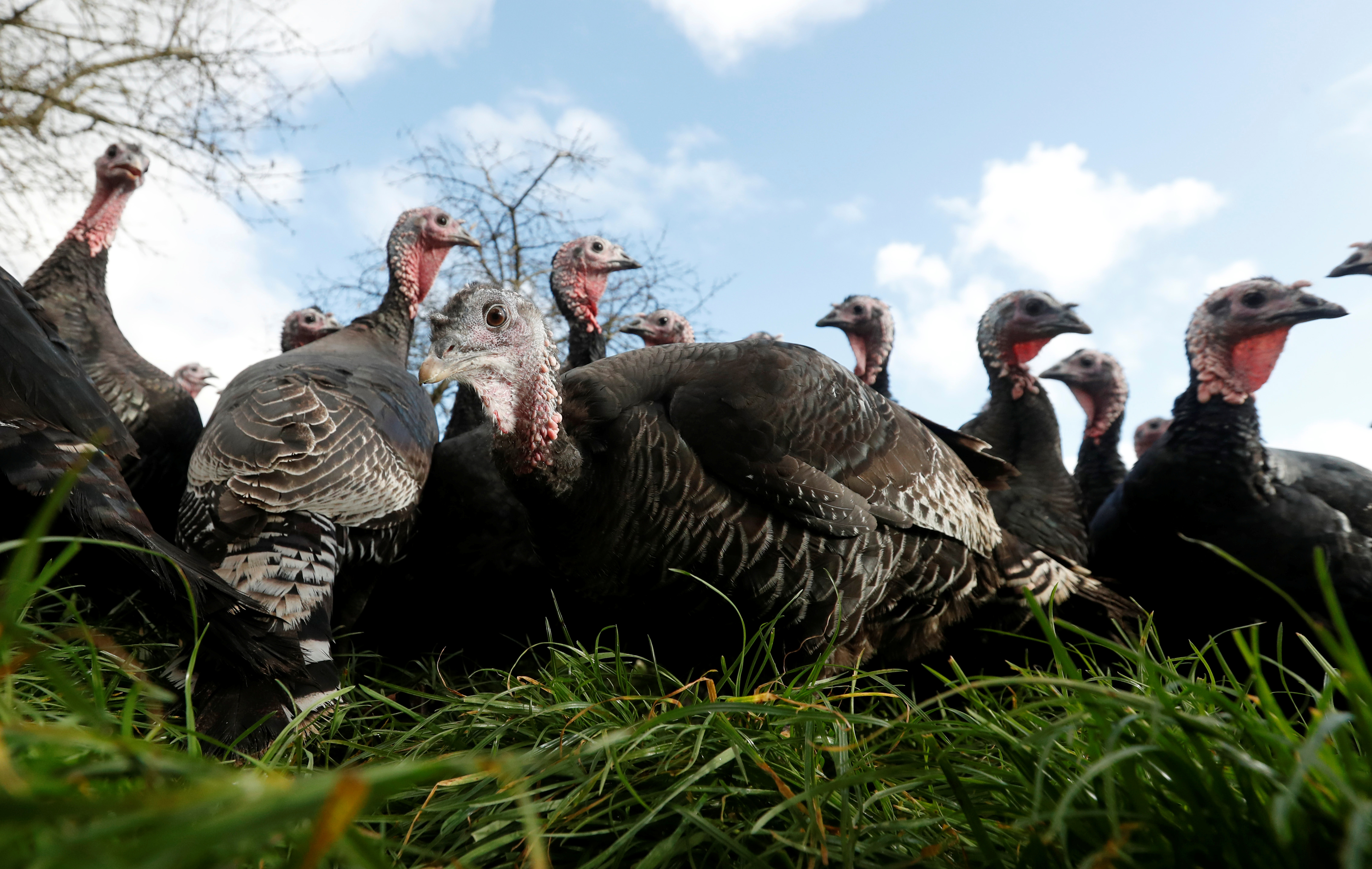 Turkeys are seen in the fields of Kings Coppice Farm