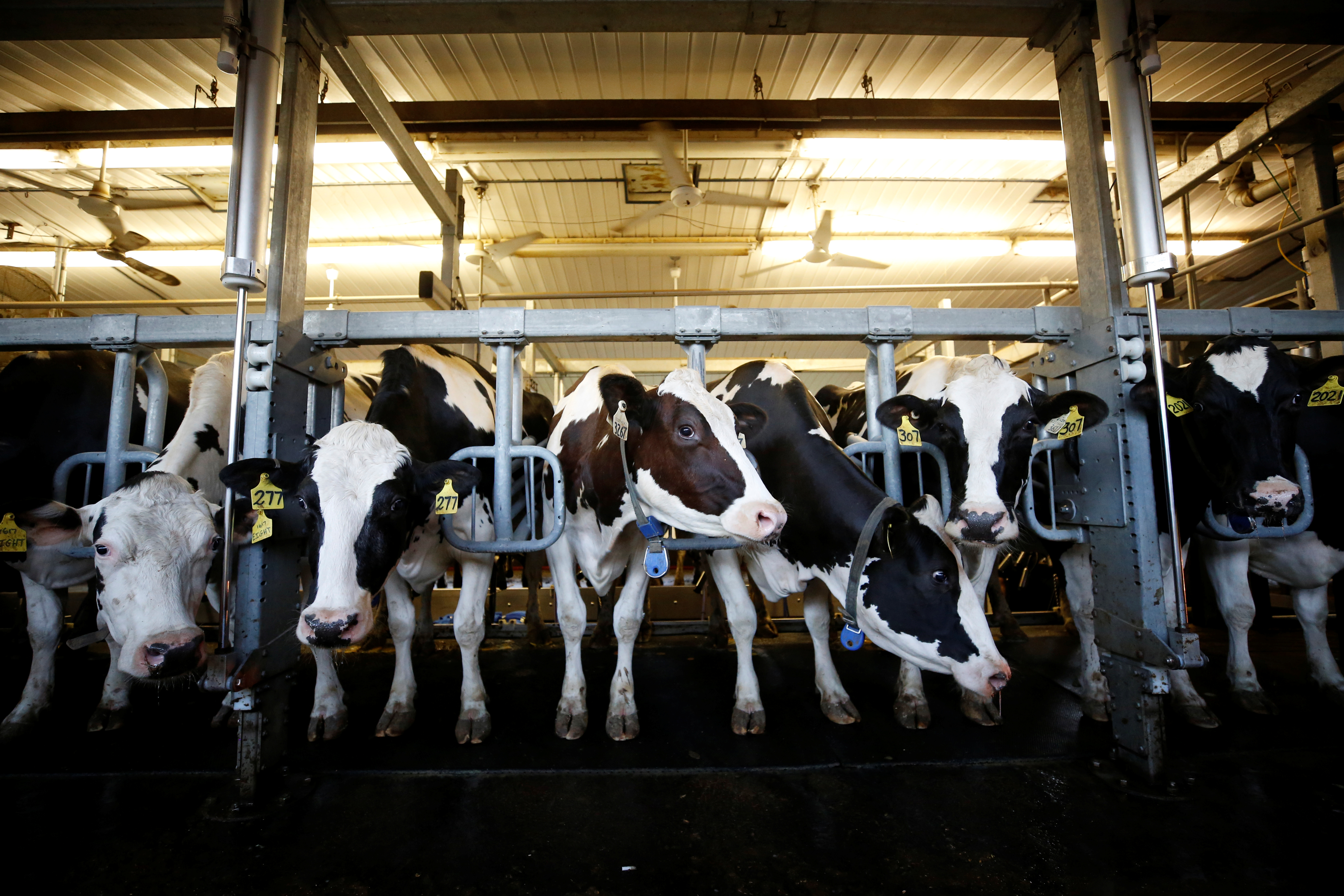 Cows stand in a barn while being milked at a dairy farm in South Mountain