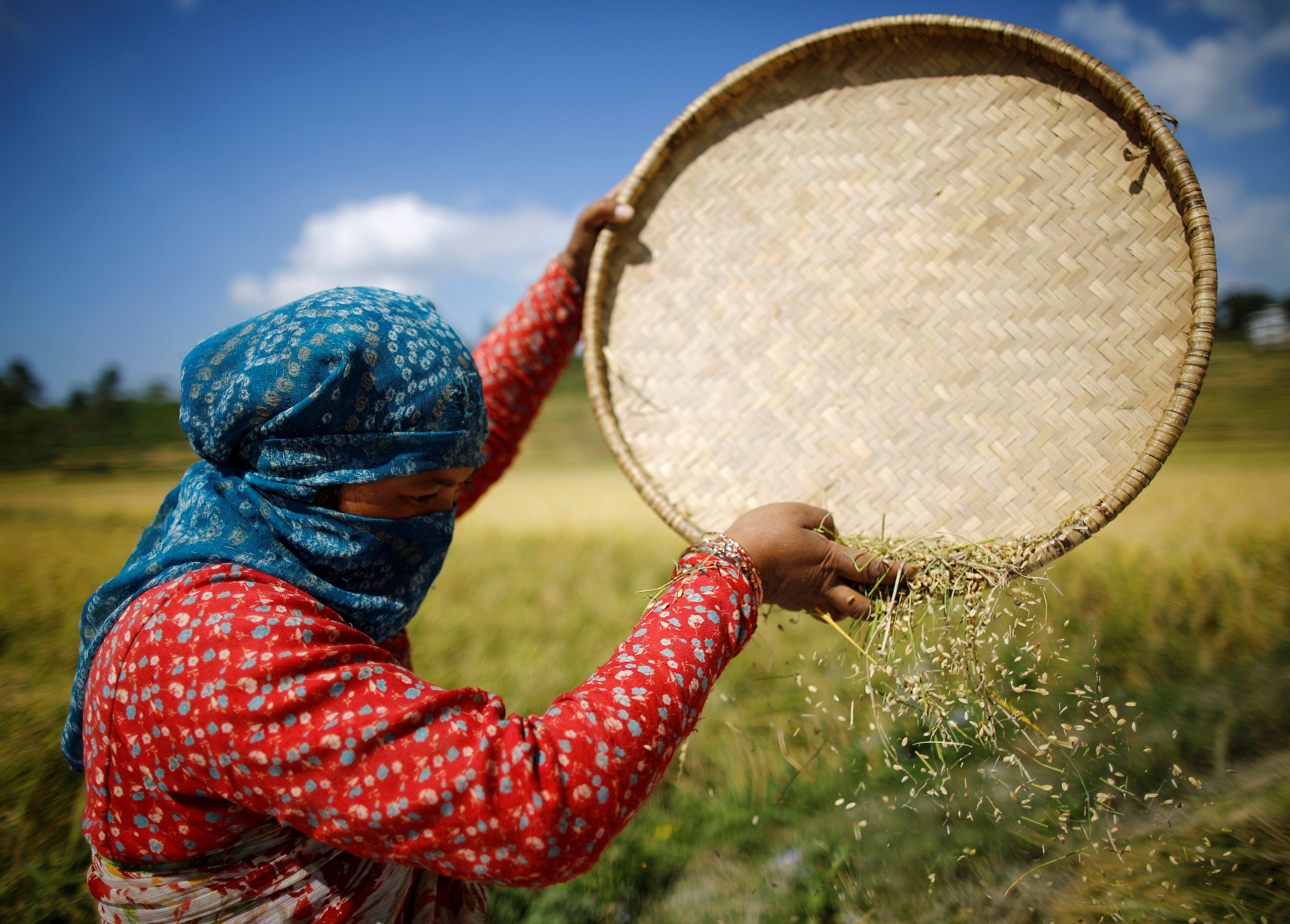 A farmer harvests rice on a field in Lalitpur