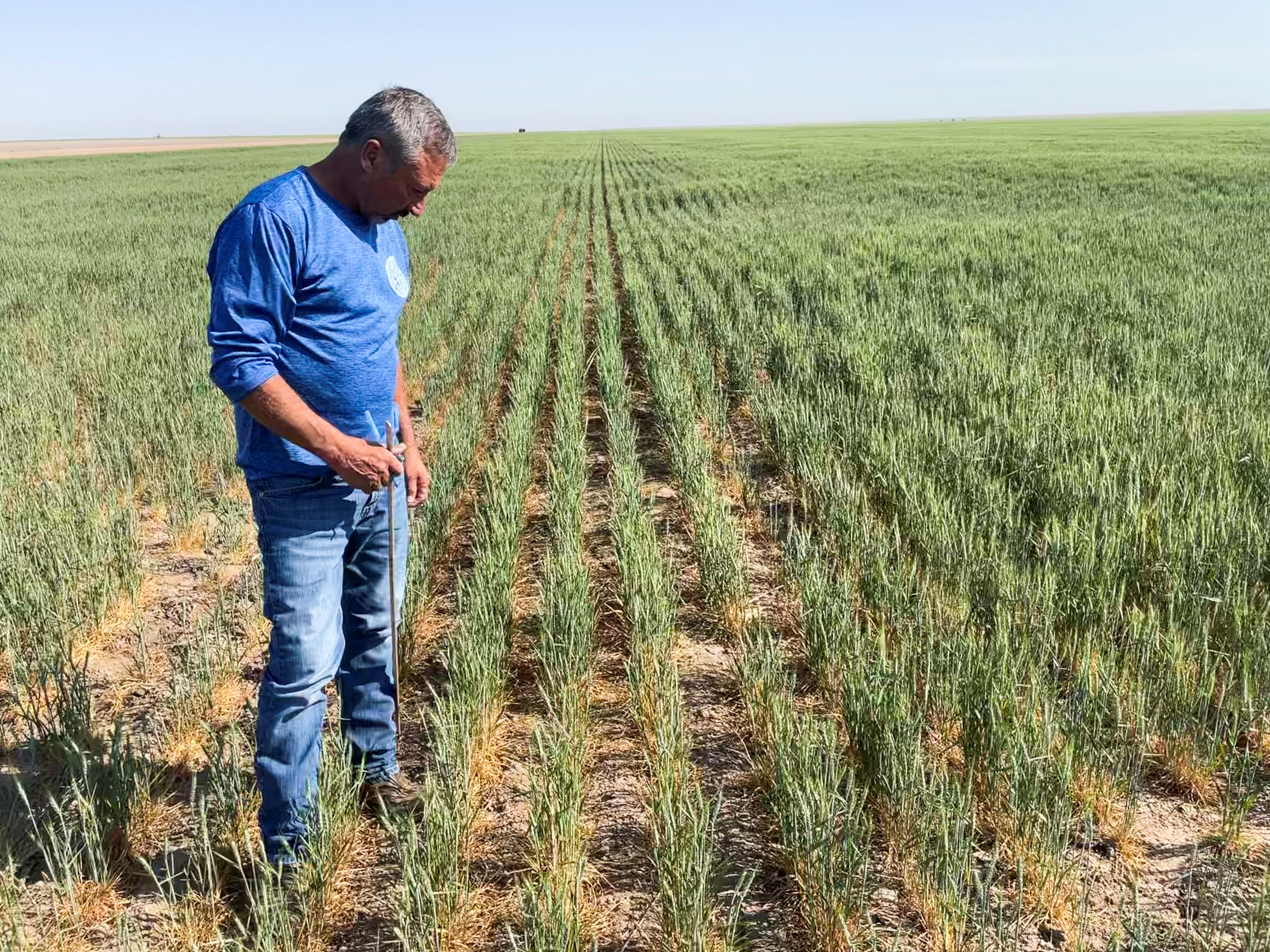 Gary Millershaski, a farmer and scout on the Wheat Quality Council's Kansas wheat tour, inspects winter wheat stunted by drought near Syracuse