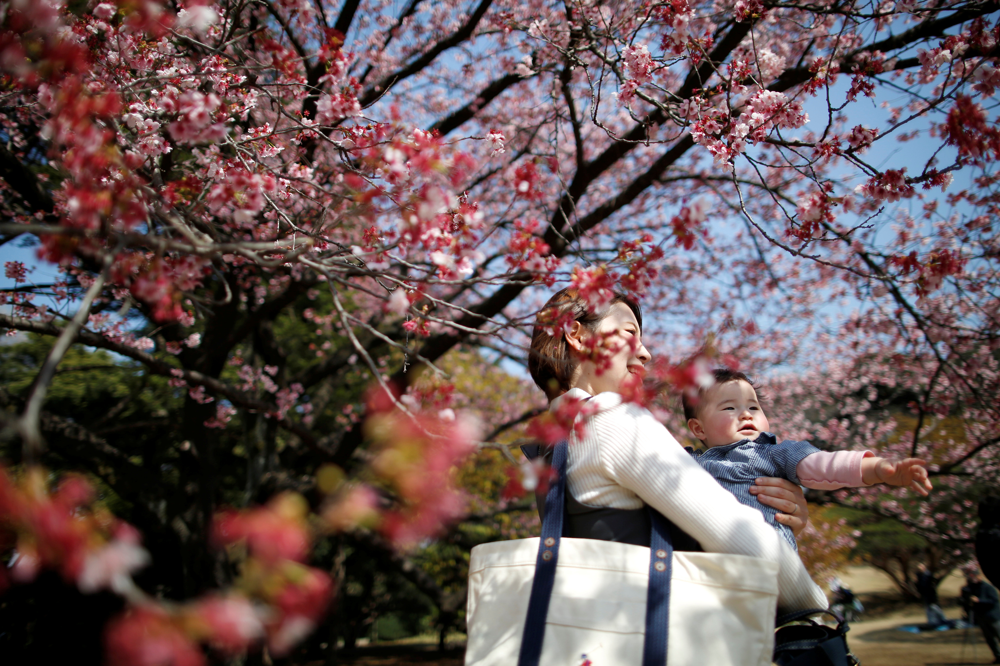 A seven-month-old baby and her mother look at early flowering Kanzakura cherry blossoms in full bloom at the Shinjuku Gyoen National Garden in Tokyo